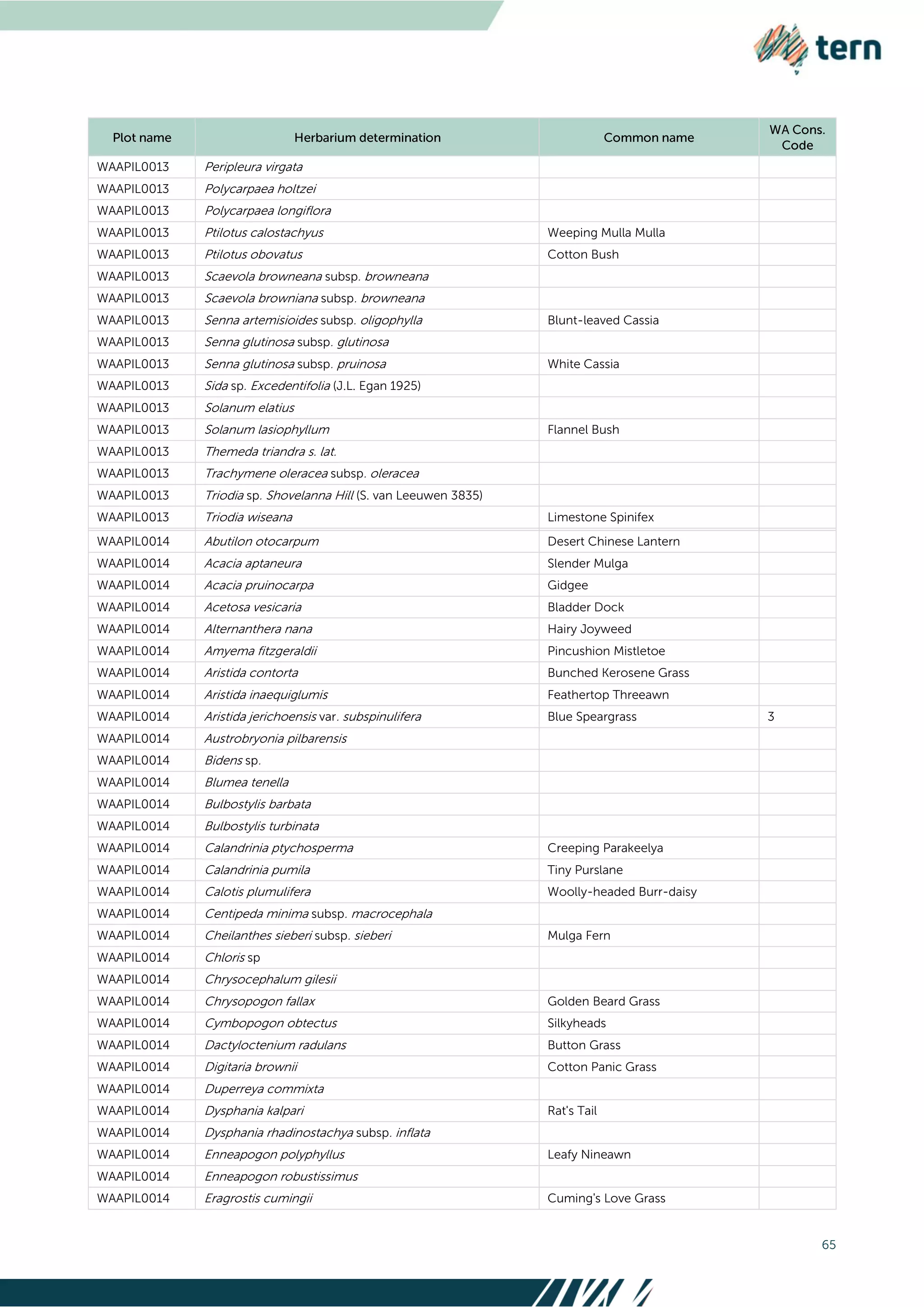 65
WAAPIL0013 Peripleura virgata
WAAPIL0013 Polycarpaea holtzei
WAAPIL0013 Polycarpaea longiflora
WAAPIL0013 Ptilotus calostachyus Weeping Mulla Mulla
WAAPIL0013 Ptilotus obovatus Cotton Bush
WAAPIL0013 Scaevola browneana subsp. browneana
WAAPIL0013 Scaevola browniana subsp. browneana
WAAPIL0013 Senna artemisioides subsp. oligophylla Blunt-leaved Cassia
WAAPIL0013 Senna glutinosa subsp. glutinosa
WAAPIL0013 Senna glutinosa subsp. pruinosa White Cassia
WAAPIL0013 Sida sp. Excedentifolia (J.L. Egan 1925)
WAAPIL0013 Solanum elatius
WAAPIL0013 Solanum lasiophyllum Flannel Bush
WAAPIL0013 Themeda triandra s. lat.
WAAPIL0013 Trachymene oleracea subsp. oleracea
WAAPIL0013 Triodia sp. Shovelanna Hill (S. van Leeuwen 3835)
WAAPIL0013 Triodia wiseana Limestone Spinifex
WAAPIL0014 Abutilon otocarpum Desert Chinese Lantern
WAAPIL0014 Acacia aptaneura Slender Mulga
WAAPIL0014 Acacia pruinocarpa Gidgee
WAAPIL0014 Acetosa vesicaria Bladder Dock
WAAPIL0014 Alternanthera nana Hairy Joyweed
WAAPIL0014 Amyema fitzgeraldii Pincushion Mistletoe
WAAPIL0014 Aristida contorta Bunched Kerosene Grass
WAAPIL0014 Aristida inaequiglumis Feathertop Threeawn
WAAPIL0014 Aristida jerichoensis var. subspinulifera Blue Speargrass 3
WAAPIL0014 Austrobryonia pilbarensis
WAAPIL0014 Bidens sp.
WAAPIL0014 Blumea tenella
WAAPIL0014 Bulbostylis barbata
WAAPIL0014 Bulbostylis turbinata
WAAPIL0014 Calandrinia ptychosperma Creeping Parakeelya
WAAPIL0014 Calandrinia pumila Tiny Purslane
WAAPIL0014 Calotis plumulifera Woolly-headed Burr-daisy
WAAPIL0014 Centipeda minima subsp. macrocephala
WAAPIL0014 Cheilanthes sieberi subsp. sieberi Mulga Fern
WAAPIL0014 Chloris sp
WAAPIL0014 Chrysocephalum gilesii
WAAPIL0014 Chrysopogon fallax Golden Beard Grass
WAAPIL0014 Cymbopogon obtectus Silkyheads
WAAPIL0014 Dactyloctenium radulans Button Grass
WAAPIL0014 Digitaria brownii Cotton Panic Grass
WAAPIL0014 Duperreya commixta
WAAPIL0014 Dysphania kalpari Rat's Tail
WAAPIL0014 Dysphania rhadinostachya subsp. inflata
WAAPIL0014 Enneapogon polyphyllus Leafy Nineawn
WAAPIL0014 Enneapogon robustissimus
WAAPIL0014 Eragrostis cumingii Cuming's Love Grass
 