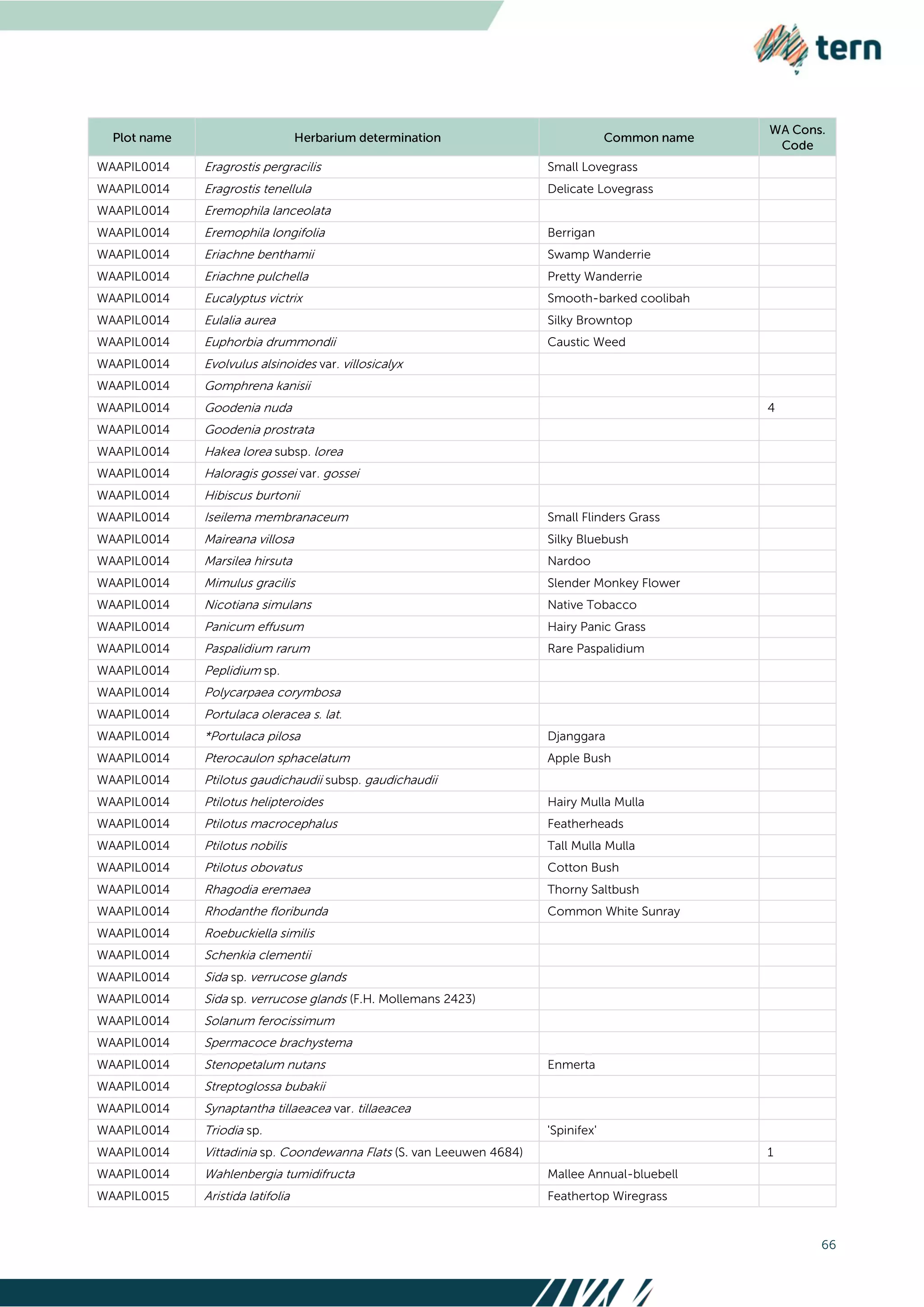 66
WAAPIL0014 Eragrostis pergracilis Small Lovegrass
WAAPIL0014 Eragrostis tenellula Delicate Lovegrass
WAAPIL0014 Eremophila lanceolata
WAAPIL0014 Eremophila longifolia Berrigan
WAAPIL0014 Eriachne benthamii Swamp Wanderrie
WAAPIL0014 Eriachne pulchella Pretty Wanderrie
WAAPIL0014 Eucalyptus victrix Smooth-barked coolibah
WAAPIL0014 Eulalia aurea Silky Browntop
WAAPIL0014 Euphorbia drummondii Caustic Weed
WAAPIL0014 Evolvulus alsinoides var. villosicalyx
WAAPIL0014 Gomphrena kanisii
WAAPIL0014 Goodenia nuda 4
WAAPIL0014 Goodenia prostrata
WAAPIL0014 Hakea lorea subsp. lorea
WAAPIL0014 Haloragis gossei var. gossei
WAAPIL0014 Hibiscus burtonii
WAAPIL0014 Iseilema membranaceum Small Flinders Grass
WAAPIL0014 Maireana villosa Silky Bluebush
WAAPIL0014 Marsilea hirsuta Nardoo
WAAPIL0014 Mimulus gracilis Slender Monkey Flower
WAAPIL0014 Nicotiana simulans Native Tobacco
WAAPIL0014 Panicum effusum Hairy Panic Grass
WAAPIL0014 Paspalidium rarum Rare Paspalidium
WAAPIL0014 Peplidium sp.
WAAPIL0014 Polycarpaea corymbosa
WAAPIL0014 Portulaca oleracea s. lat.
WAAPIL0014 *Portulaca pilosa Djanggara
WAAPIL0014 Pterocaulon sphacelatum Apple Bush
WAAPIL0014 Ptilotus gaudichaudii subsp. gaudichaudii
WAAPIL0014 Ptilotus helipteroides Hairy Mulla Mulla
WAAPIL0014 Ptilotus macrocephalus Featherheads
WAAPIL0014 Ptilotus nobilis Tall Mulla Mulla
WAAPIL0014 Ptilotus obovatus Cotton Bush
WAAPIL0014 Rhagodia eremaea Thorny Saltbush
WAAPIL0014 Rhodanthe floribunda Common White Sunray
WAAPIL0014 Roebuckiella similis
WAAPIL0014 Schenkia clementii
WAAPIL0014 Sida sp. verrucose glands
WAAPIL0014 Sida sp. verrucose glands (F.H. Mollemans 2423)
WAAPIL0014 Solanum ferocissimum
WAAPIL0014 Spermacoce brachystema
WAAPIL0014 Stenopetalum nutans Enmerta
WAAPIL0014 Streptoglossa bubakii
WAAPIL0014 Synaptantha tillaeacea var. tillaeacea
WAAPIL0014 Triodia sp. 'Spinifex'
WAAPIL0014 Vittadinia sp. Coondewanna Flats (S. van Leeuwen 4684) 1
WAAPIL0014 Wahlenbergia tumidifructa Mallee Annual-bluebell
WAAPIL0015 Aristida latifolia Feathertop Wiregrass
 