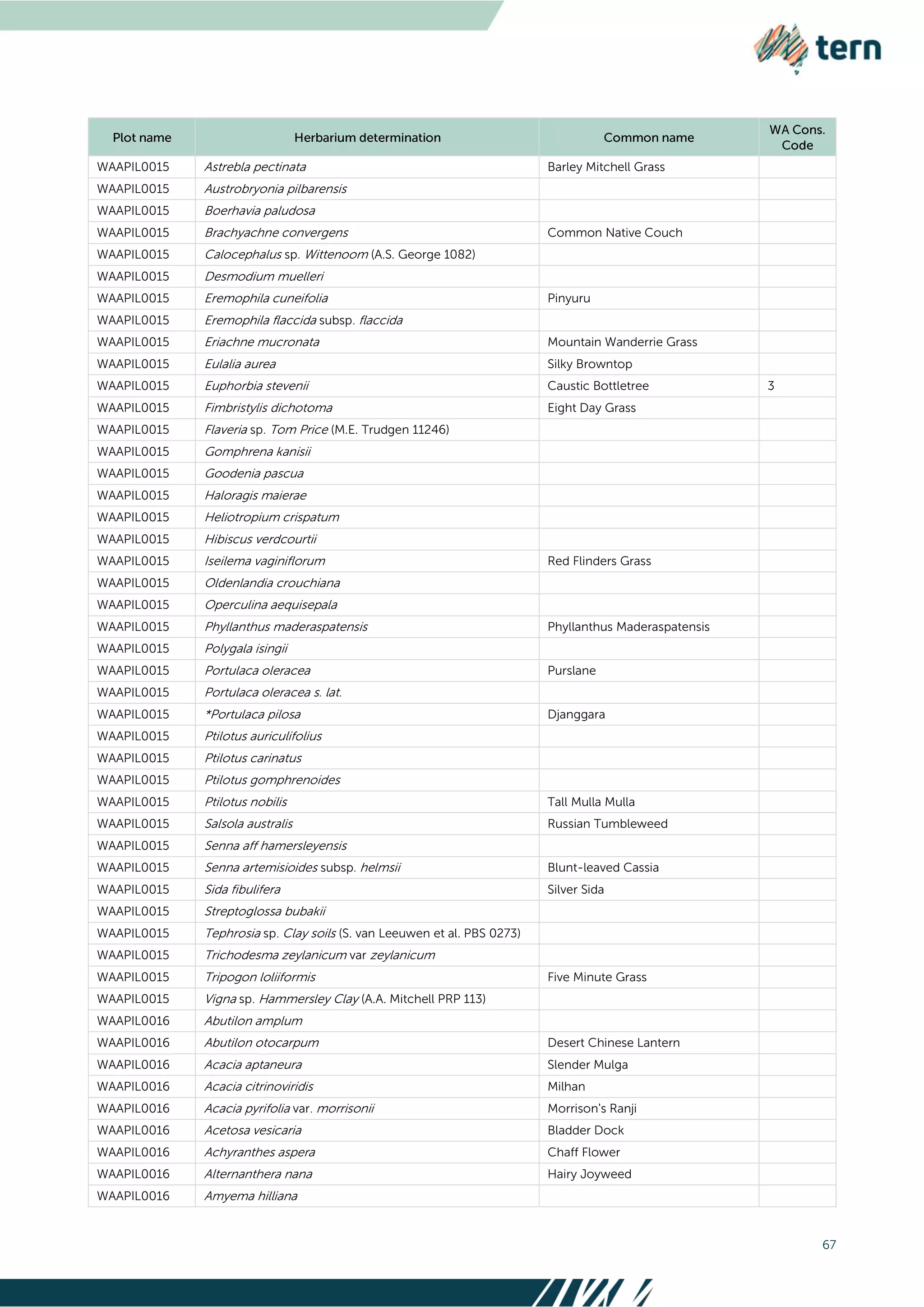 67
WAAPIL0015 Astrebla pectinata Barley Mitchell Grass
WAAPIL0015 Austrobryonia pilbarensis
WAAPIL0015 Boerhavia paludosa
WAAPIL0015 Brachyachne convergens Common Native Couch
WAAPIL0015 Calocephalus sp. Wittenoom (A.S. George 1082)
WAAPIL0015 Desmodium muelleri
WAAPIL0015 Eremophila cuneifolia Pinyuru
WAAPIL0015 Eremophila flaccida subsp. flaccida
WAAPIL0015 Eriachne mucronata Mountain Wanderrie Grass
WAAPIL0015 Eulalia aurea Silky Browntop
WAAPIL0015 Euphorbia stevenii Caustic Bottletree 3
WAAPIL0015 Fimbristylis dichotoma Eight Day Grass
WAAPIL0015 Flaveria sp. Tom Price (M.E. Trudgen 11246)
WAAPIL0015 Gomphrena kanisii
WAAPIL0015 Goodenia pascua
WAAPIL0015 Haloragis maierae
WAAPIL0015 Heliotropium crispatum
WAAPIL0015 Hibiscus verdcourtii
WAAPIL0015 Iseilema vaginiflorum Red Flinders Grass
WAAPIL0015 Oldenlandia crouchiana
WAAPIL0015 Operculina aequisepala
WAAPIL0015 Phyllanthus maderaspatensis Phyllanthus Maderaspatensis
WAAPIL0015 Polygala isingii
WAAPIL0015 Portulaca oleracea Purslane
WAAPIL0015 Portulaca oleracea s. lat.
WAAPIL0015 *Portulaca pilosa Djanggara
WAAPIL0015 Ptilotus auriculifolius
WAAPIL0015 Ptilotus carinatus
WAAPIL0015 Ptilotus gomphrenoides
WAAPIL0015 Ptilotus nobilis Tall Mulla Mulla
WAAPIL0015 Salsola australis Russian Tumbleweed
WAAPIL0015 Senna aff hamersleyensis
WAAPIL0015 Senna artemisioides subsp. helmsii Blunt-leaved Cassia
WAAPIL0015 Sida fibulifera Silver Sida
WAAPIL0015 Streptoglossa bubakii
WAAPIL0015 Tephrosia sp. Clay soils (S. van Leeuwen et al. PBS 0273)
WAAPIL0015 Trichodesma zeylanicum var zeylanicum
WAAPIL0015 Tripogon loliiformis Five Minute Grass
WAAPIL0015 Vigna sp. Hammersley Clay (A.A. Mitchell PRP 113)
WAAPIL0016 Abutilon amplum
WAAPIL0016 Abutilon otocarpum Desert Chinese Lantern
WAAPIL0016 Acacia aptaneura Slender Mulga
WAAPIL0016 Acacia citrinoviridis Milhan
WAAPIL0016 Acacia pyrifolia var. morrisonii Morrison's Ranji
WAAPIL0016 Acetosa vesicaria Bladder Dock
WAAPIL0016 Achyranthes aspera Chaff Flower
WAAPIL0016 Alternanthera nana Hairy Joyweed
WAAPIL0016 Amyema hilliana
 