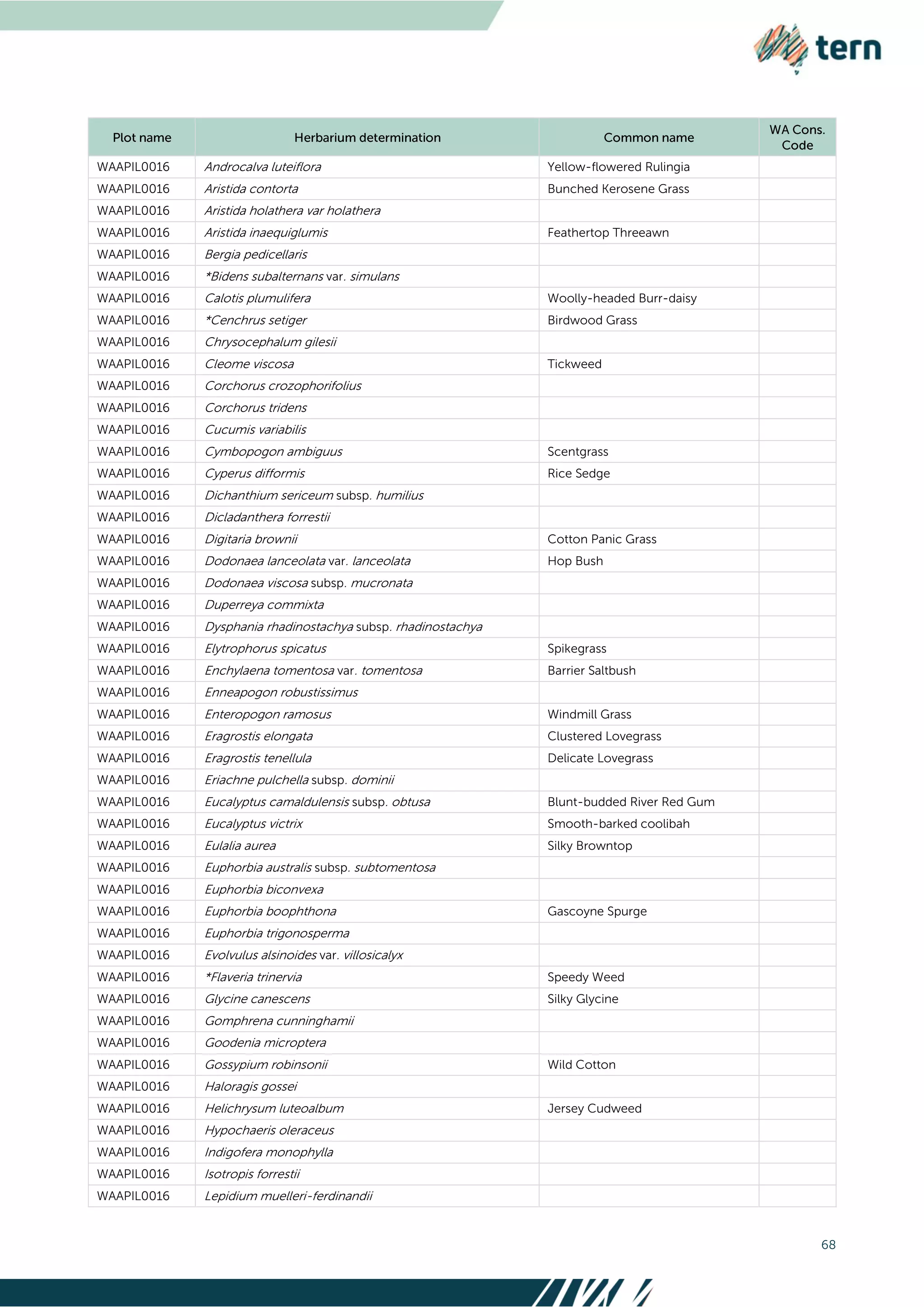 68
WAAPIL0016 Androcalva luteiflora Yellow-flowered Rulingia
WAAPIL0016 Aristida contorta Bunched Kerosene Grass
WAAPIL0016 Aristida holathera var holathera
WAAPIL0016 Aristida inaequiglumis Feathertop Threeawn
WAAPIL0016 Bergia pedicellaris
WAAPIL0016 *Bidens subalternans var. simulans
WAAPIL0016 Calotis plumulifera Woolly-headed Burr-daisy
WAAPIL0016 *Cenchrus setiger Birdwood Grass
WAAPIL0016 Chrysocephalum gilesii
WAAPIL0016 Cleome viscosa Tickweed
WAAPIL0016 Corchorus crozophorifolius
WAAPIL0016 Corchorus tridens
WAAPIL0016 Cucumis variabilis
WAAPIL0016 Cymbopogon ambiguus Scentgrass
WAAPIL0016 Cyperus difformis Rice Sedge
WAAPIL0016 Dichanthium sericeum subsp. humilius
WAAPIL0016 Dicladanthera forrestii
WAAPIL0016 Digitaria brownii Cotton Panic Grass
WAAPIL0016 Dodonaea lanceolata var. lanceolata Hop Bush
WAAPIL0016 Dodonaea viscosa subsp. mucronata
WAAPIL0016 Duperreya commixta
WAAPIL0016 Dysphania rhadinostachya subsp. rhadinostachya
WAAPIL0016 Elytrophorus spicatus Spikegrass
WAAPIL0016 Enchylaena tomentosa var. tomentosa Barrier Saltbush
WAAPIL0016 Enneapogon robustissimus
WAAPIL0016 Enteropogon ramosus Windmill Grass
WAAPIL0016 Eragrostis elongata Clustered Lovegrass
WAAPIL0016 Eragrostis tenellula Delicate Lovegrass
WAAPIL0016 Eriachne pulchella subsp. dominii
WAAPIL0016 Eucalyptus camaldulensis subsp. obtusa Blunt-budded River Red Gum
WAAPIL0016 Eucalyptus victrix Smooth-barked coolibah
WAAPIL0016 Eulalia aurea Silky Browntop
WAAPIL0016 Euphorbia australis subsp. subtomentosa
WAAPIL0016 Euphorbia biconvexa
WAAPIL0016 Euphorbia boophthona Gascoyne Spurge
WAAPIL0016 Euphorbia trigonosperma
WAAPIL0016 Evolvulus alsinoides var. villosicalyx
WAAPIL0016 *Flaveria trinervia Speedy Weed
WAAPIL0016 Glycine canescens Silky Glycine
WAAPIL0016 Gomphrena cunninghamii
WAAPIL0016 Goodenia microptera
WAAPIL0016 Gossypium robinsonii Wild Cotton
WAAPIL0016 Haloragis gossei
WAAPIL0016 Helichrysum luteoalbum Jersey Cudweed
WAAPIL0016 Hypochaeris oleraceus
WAAPIL0016 Indigofera monophylla
WAAPIL0016 Isotropis forrestii
WAAPIL0016 Lepidium muelleri-ferdinandii
 