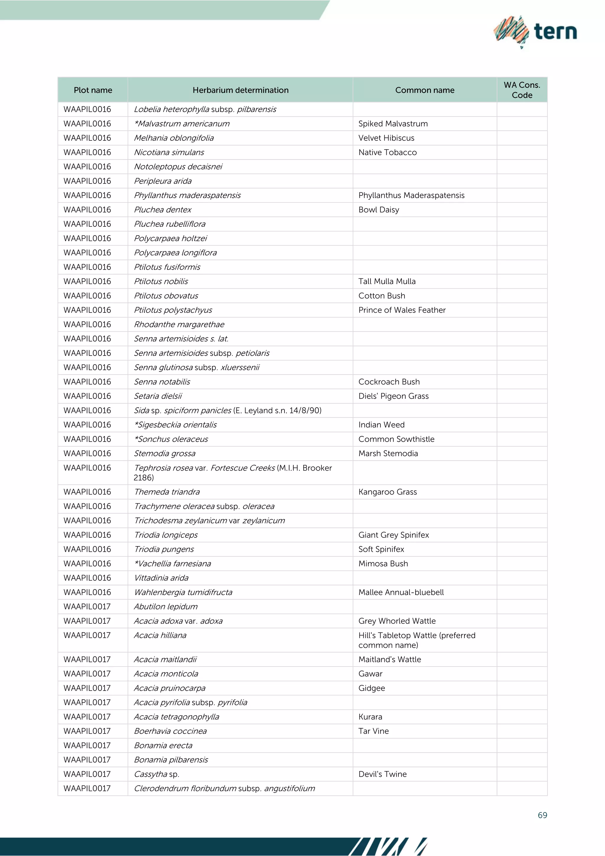 69
WAAPIL0016 Lobelia heterophylla subsp. pilbarensis
WAAPIL0016 *Malvastrum americanum Spiked Malvastrum
WAAPIL0016 Melhania oblongifolia Velvet Hibiscus
WAAPIL0016 Nicotiana simulans Native Tobacco
WAAPIL0016 Notoleptopus decaisnei
WAAPIL0016 Peripleura arida
WAAPIL0016 Phyllanthus maderaspatensis Phyllanthus Maderaspatensis
WAAPIL0016 Pluchea dentex Bowl Daisy
WAAPIL0016 Pluchea rubelliflora
WAAPIL0016 Polycarpaea holtzei
WAAPIL0016 Polycarpaea longiflora
WAAPIL0016 Ptilotus fusiformis
WAAPIL0016 Ptilotus nobilis Tall Mulla Mulla
WAAPIL0016 Ptilotus obovatus Cotton Bush
WAAPIL0016 Ptilotus polystachyus Prince of Wales Feather
WAAPIL0016 Rhodanthe margarethae
WAAPIL0016 Senna artemisioides s. lat.
WAAPIL0016 Senna artemisioides subsp. petiolaris
WAAPIL0016 Senna glutinosa subsp. xluerssenii
WAAPIL0016 Senna notabilis Cockroach Bush
WAAPIL0016 Setaria dielsii Diels' Pigeon Grass
WAAPIL0016 Sida sp. spiciform panicles (E. Leyland s.n. 14/8/90)
WAAPIL0016 *Sigesbeckia orientalis Indian Weed
WAAPIL0016 *Sonchus oleraceus Common Sowthistle
WAAPIL0016 Stemodia grossa Marsh Stemodia
WAAPIL0016 Tephrosia rosea var. Fortescue Creeks (M.I.H. Brooker
2186)
WAAPIL0016 Themeda triandra Kangaroo Grass
WAAPIL0016 Trachymene oleracea subsp. oleracea
WAAPIL0016 Trichodesma zeylanicum var zeylanicum
WAAPIL0016 Triodia longiceps Giant Grey Spinifex
WAAPIL0016 Triodia pungens Soft Spinifex
WAAPIL0016 *Vachellia farnesiana Mimosa Bush
WAAPIL0016 Vittadinia arida
WAAPIL0016 Wahlenbergia tumidifructa Mallee Annual-bluebell
WAAPIL0017 Abutilon lepidum
WAAPIL0017 Acacia adoxa var. adoxa Grey Whorled Wattle
WAAPIL0017 Acacia hilliana Hill's Tabletop Wattle (preferred
common name)
WAAPIL0017 Acacia maitlandii Maitland's Wattle
WAAPIL0017 Acacia monticola Gawar
WAAPIL0017 Acacia pruinocarpa Gidgee
WAAPIL0017 Acacia pyrifolia subsp. pyrifolia
WAAPIL0017 Acacia tetragonophylla Kurara
WAAPIL0017 Boerhavia coccinea Tar Vine
WAAPIL0017 Bonamia erecta
WAAPIL0017 Bonamia pilbarensis
WAAPIL0017 Cassytha sp. Devil's Twine
WAAPIL0017 Clerodendrum floribundum subsp. angustifolium
 