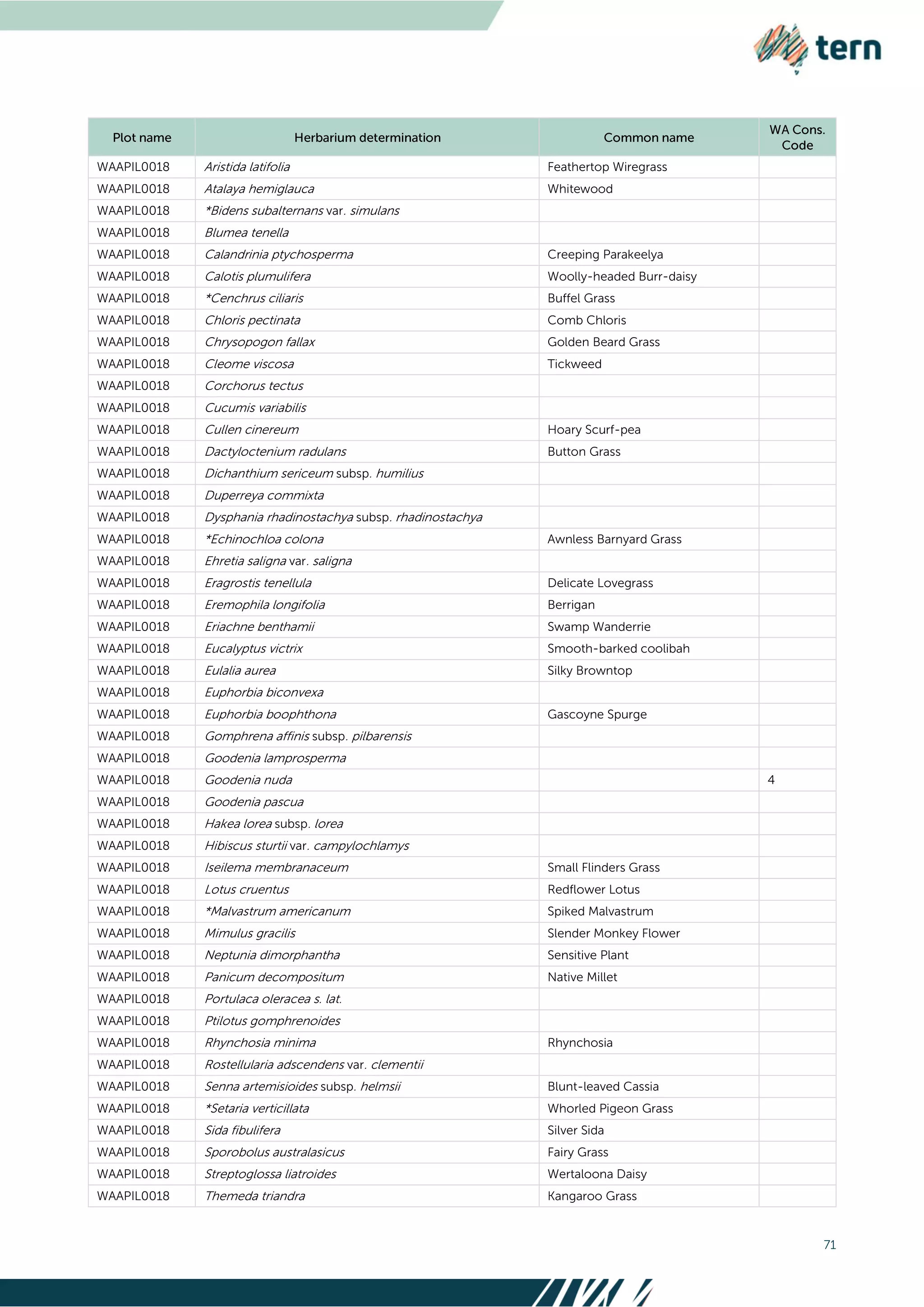 71
WAAPIL0018 Aristida latifolia Feathertop Wiregrass
WAAPIL0018 Atalaya hemiglauca Whitewood
WAAPIL0018 *Bidens subalternans var. simulans
WAAPIL0018 Blumea tenella
WAAPIL0018 Calandrinia ptychosperma Creeping Parakeelya
WAAPIL0018 Calotis plumulifera Woolly-headed Burr-daisy
WAAPIL0018 *Cenchrus ciliaris Buffel Grass
WAAPIL0018 Chloris pectinata Comb Chloris
WAAPIL0018 Chrysopogon fallax Golden Beard Grass
WAAPIL0018 Cleome viscosa Tickweed
WAAPIL0018 Corchorus tectus
WAAPIL0018 Cucumis variabilis
WAAPIL0018 Cullen cinereum Hoary Scurf-pea
WAAPIL0018 Dactyloctenium radulans Button Grass
WAAPIL0018 Dichanthium sericeum subsp. humilius
WAAPIL0018 Duperreya commixta
WAAPIL0018 Dysphania rhadinostachya subsp. rhadinostachya
WAAPIL0018 *Echinochloa colona Awnless Barnyard Grass
WAAPIL0018 Ehretia saligna var. saligna
WAAPIL0018 Eragrostis tenellula Delicate Lovegrass
WAAPIL0018 Eremophila longifolia Berrigan
WAAPIL0018 Eriachne benthamii Swamp Wanderrie
WAAPIL0018 Eucalyptus victrix Smooth-barked coolibah
WAAPIL0018 Eulalia aurea Silky Browntop
WAAPIL0018 Euphorbia biconvexa
WAAPIL0018 Euphorbia boophthona Gascoyne Spurge
WAAPIL0018 Gomphrena affinis subsp. pilbarensis
WAAPIL0018 Goodenia lamprosperma
WAAPIL0018 Goodenia nuda 4
WAAPIL0018 Goodenia pascua
WAAPIL0018 Hakea lorea subsp. lorea
WAAPIL0018 Hibiscus sturtii var. campylochlamys
WAAPIL0018 Iseilema membranaceum Small Flinders Grass
WAAPIL0018 Lotus cruentus Redflower Lotus
WAAPIL0018 *Malvastrum americanum Spiked Malvastrum
WAAPIL0018 Mimulus gracilis Slender Monkey Flower
WAAPIL0018 Neptunia dimorphantha Sensitive Plant
WAAPIL0018 Panicum decompositum Native Millet
WAAPIL0018 Portulaca oleracea s. lat.
WAAPIL0018 Ptilotus gomphrenoides
WAAPIL0018 Rhynchosia minima Rhynchosia
WAAPIL0018 Rostellularia adscendens var. clementii
WAAPIL0018 Senna artemisioides subsp. helmsii Blunt-leaved Cassia
WAAPIL0018 *Setaria verticillata Whorled Pigeon Grass
WAAPIL0018 Sida fibulifera Silver Sida
WAAPIL0018 Sporobolus australasicus Fairy Grass
WAAPIL0018 Streptoglossa liatroides Wertaloona Daisy
WAAPIL0018 Themeda triandra Kangaroo Grass
 