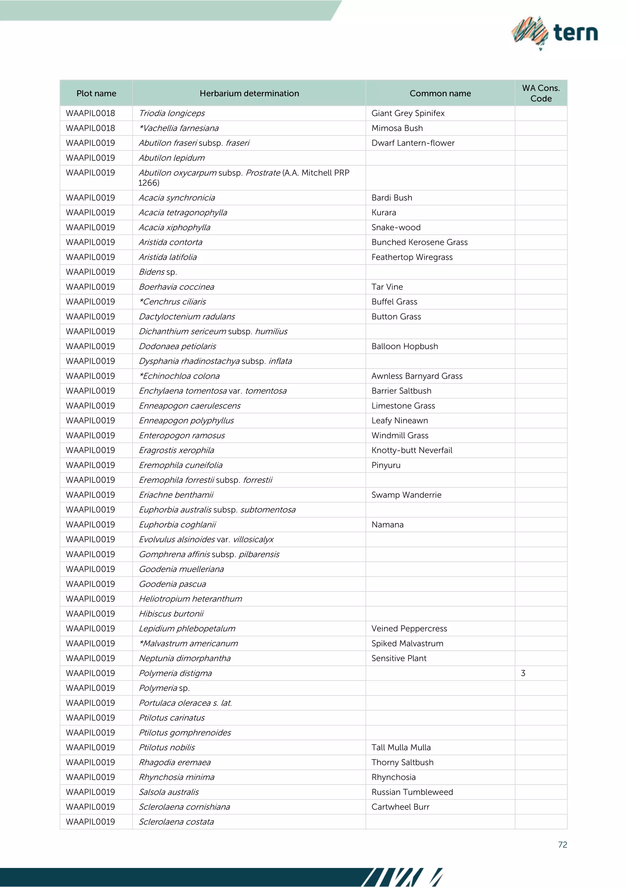 72
WAAPIL0018 Triodia longiceps Giant Grey Spinifex
WAAPIL0018 *Vachellia farnesiana Mimosa Bush
WAAPIL0019 Abutilon fraseri subsp. fraseri Dwarf Lantern-flower
WAAPIL0019 Abutilon lepidum
WAAPIL0019 Abutilon oxycarpum subsp. Prostrate (A.A. Mitchell PRP
1266)
WAAPIL0019 Acacia synchronicia Bardi Bush
WAAPIL0019 Acacia tetragonophylla Kurara
WAAPIL0019 Acacia xiphophylla Snake-wood
WAAPIL0019 Aristida contorta Bunched Kerosene Grass
WAAPIL0019 Aristida latifolia Feathertop Wiregrass
WAAPIL0019 Bidens sp.
WAAPIL0019 Boerhavia coccinea Tar Vine
WAAPIL0019 *Cenchrus ciliaris Buffel Grass
WAAPIL0019 Dactyloctenium radulans Button Grass
WAAPIL0019 Dichanthium sericeum subsp. humilius
WAAPIL0019 Dodonaea petiolaris Balloon Hopbush
WAAPIL0019 Dysphania rhadinostachya subsp. inflata
WAAPIL0019 *Echinochloa colona Awnless Barnyard Grass
WAAPIL0019 Enchylaena tomentosa var. tomentosa Barrier Saltbush
WAAPIL0019 Enneapogon caerulescens Limestone Grass
WAAPIL0019 Enneapogon polyphyllus Leafy Nineawn
WAAPIL0019 Enteropogon ramosus Windmill Grass
WAAPIL0019 Eragrostis xerophila Knotty-butt Neverfail
WAAPIL0019 Eremophila cuneifolia Pinyuru
WAAPIL0019 Eremophila forrestii subsp. forrestii
WAAPIL0019 Eriachne benthamii Swamp Wanderrie
WAAPIL0019 Euphorbia australis subsp. subtomentosa
WAAPIL0019 Euphorbia coghlanii Namana
WAAPIL0019 Evolvulus alsinoides var. villosicalyx
WAAPIL0019 Gomphrena affinis subsp. pilbarensis
WAAPIL0019 Goodenia muelleriana
WAAPIL0019 Goodenia pascua
WAAPIL0019 Heliotropium heteranthum
WAAPIL0019 Hibiscus burtonii
WAAPIL0019 Lepidium phlebopetalum Veined Peppercress
WAAPIL0019 *Malvastrum americanum Spiked Malvastrum
WAAPIL0019 Neptunia dimorphantha Sensitive Plant
WAAPIL0019 Polymeria distigma 3
WAAPIL0019 Polymeria sp.
WAAPIL0019 Portulaca oleracea s. lat.
WAAPIL0019 Ptilotus carinatus
WAAPIL0019 Ptilotus gomphrenoides
WAAPIL0019 Ptilotus nobilis Tall Mulla Mulla
WAAPIL0019 Rhagodia eremaea Thorny Saltbush
WAAPIL0019 Rhynchosia minima Rhynchosia
WAAPIL0019 Salsola australis Russian Tumbleweed
WAAPIL0019 Sclerolaena cornishiana Cartwheel Burr
WAAPIL0019 Sclerolaena costata
 