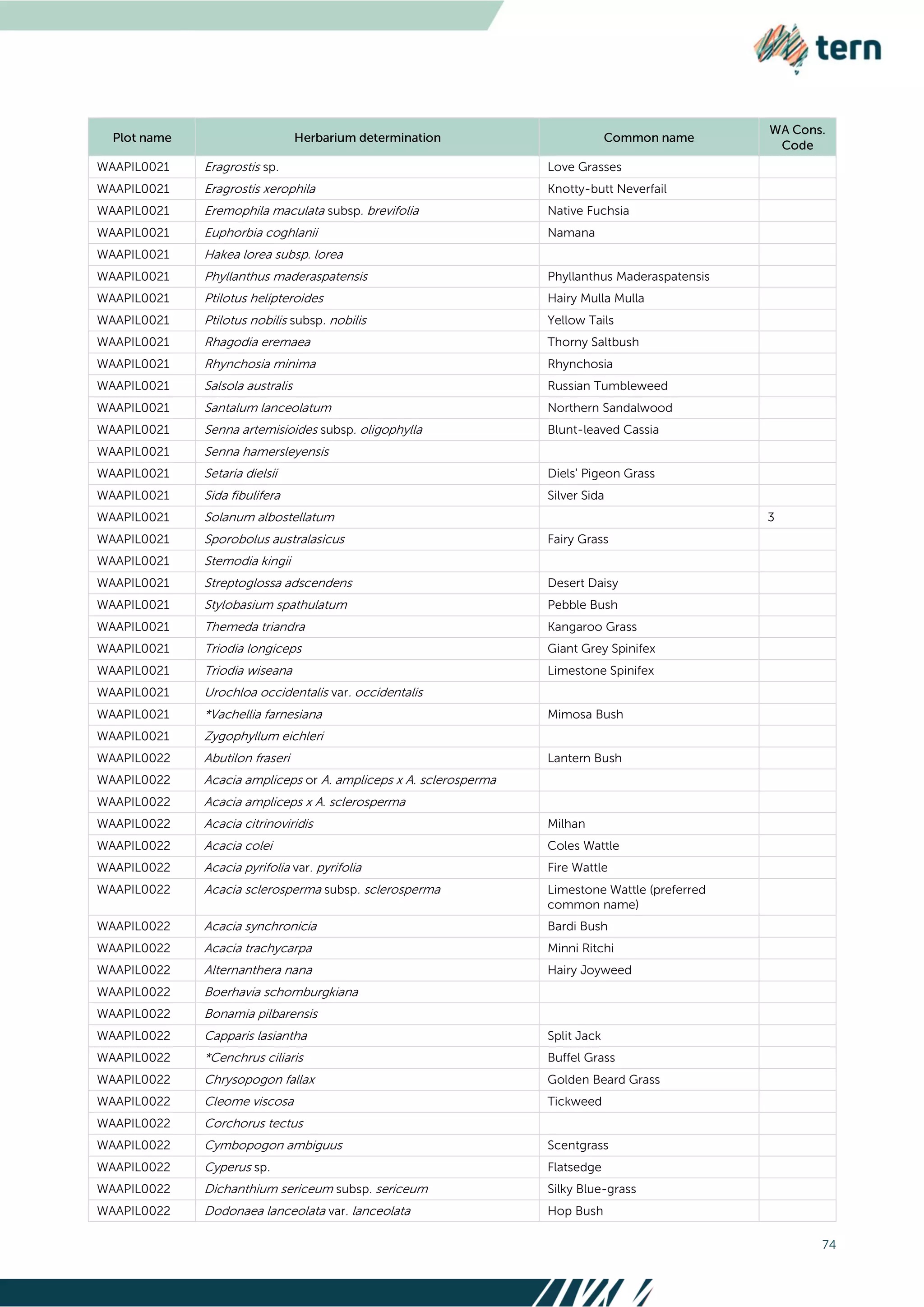 74
WAAPIL0021 Eragrostis sp. Love Grasses
WAAPIL0021 Eragrostis xerophila Knotty-butt Neverfail
WAAPIL0021 Eremophila maculata subsp. brevifolia Native Fuchsia
WAAPIL0021 Euphorbia coghlanii Namana
WAAPIL0021 Hakea lorea subsp. lorea
WAAPIL0021 Phyllanthus maderaspatensis Phyllanthus Maderaspatensis
WAAPIL0021 Ptilotus helipteroides Hairy Mulla Mulla
WAAPIL0021 Ptilotus nobilis subsp. nobilis Yellow Tails
WAAPIL0021 Rhagodia eremaea Thorny Saltbush
WAAPIL0021 Rhynchosia minima Rhynchosia
WAAPIL0021 Salsola australis Russian Tumbleweed
WAAPIL0021 Santalum lanceolatum Northern Sandalwood
WAAPIL0021 Senna artemisioides subsp. oligophylla Blunt-leaved Cassia
WAAPIL0021 Senna hamersleyensis
WAAPIL0021 Setaria dielsii Diels' Pigeon Grass
WAAPIL0021 Sida fibulifera Silver Sida
WAAPIL0021 Solanum albostellatum 3
WAAPIL0021 Sporobolus australasicus Fairy Grass
WAAPIL0021 Stemodia kingii
WAAPIL0021 Streptoglossa adscendens Desert Daisy
WAAPIL0021 Stylobasium spathulatum Pebble Bush
WAAPIL0021 Themeda triandra Kangaroo Grass
WAAPIL0021 Triodia longiceps Giant Grey Spinifex
WAAPIL0021 Triodia wiseana Limestone Spinifex
WAAPIL0021 Urochloa occidentalis var. occidentalis
WAAPIL0021 *Vachellia farnesiana Mimosa Bush
WAAPIL0021 Zygophyllum eichleri
WAAPIL0022 Abutilon fraseri Lantern Bush
WAAPIL0022 Acacia ampliceps or A. ampliceps x A. sclerosperma
WAAPIL0022 Acacia ampliceps x A. sclerosperma
WAAPIL0022 Acacia citrinoviridis Milhan
WAAPIL0022 Acacia colei Coles Wattle
WAAPIL0022 Acacia pyrifolia var. pyrifolia Fire Wattle
WAAPIL0022 Acacia sclerosperma subsp. sclerosperma Limestone Wattle (preferred
common name)
WAAPIL0022 Acacia synchronicia Bardi Bush
WAAPIL0022 Acacia trachycarpa Minni Ritchi
WAAPIL0022 Alternanthera nana Hairy Joyweed
WAAPIL0022 Boerhavia schomburgkiana
WAAPIL0022 Bonamia pilbarensis
WAAPIL0022 Capparis lasiantha Split Jack
WAAPIL0022 *Cenchrus ciliaris Buffel Grass
WAAPIL0022 Chrysopogon fallax Golden Beard Grass
WAAPIL0022 Cleome viscosa Tickweed
WAAPIL0022 Corchorus tectus
WAAPIL0022 Cymbopogon ambiguus Scentgrass
WAAPIL0022 Cyperus sp. Flatsedge
WAAPIL0022 Dichanthium sericeum subsp. sericeum Silky Blue-grass
WAAPIL0022 Dodonaea lanceolata var. lanceolata Hop Bush
 
