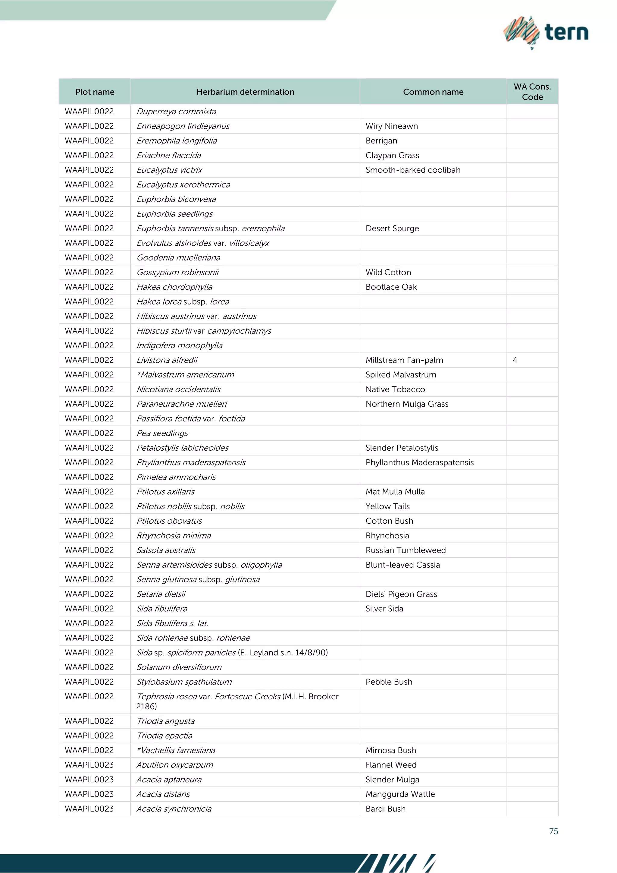 75
WAAPIL0022 Duperreya commixta
WAAPIL0022 Enneapogon lindleyanus Wiry Nineawn
WAAPIL0022 Eremophila longifolia Berrigan
WAAPIL0022 Eriachne flaccida Claypan Grass
WAAPIL0022 Eucalyptus victrix Smooth-barked coolibah
WAAPIL0022 Eucalyptus xerothermica
WAAPIL0022 Euphorbia biconvexa
WAAPIL0022 Euphorbia seedlings
WAAPIL0022 Euphorbia tannensis subsp. eremophila Desert Spurge
WAAPIL0022 Evolvulus alsinoides var. villosicalyx
WAAPIL0022 Goodenia muelleriana
WAAPIL0022 Gossypium robinsonii Wild Cotton
WAAPIL0022 Hakea chordophylla Bootlace Oak
WAAPIL0022 Hakea lorea subsp. lorea
WAAPIL0022 Hibiscus austrinus var. austrinus
WAAPIL0022 Hibiscus sturtii var campylochlamys
WAAPIL0022 Indigofera monophylla
WAAPIL0022 Livistona alfredii Millstream Fan-palm 4
WAAPIL0022 *Malvastrum americanum Spiked Malvastrum
WAAPIL0022 Nicotiana occidentalis Native Tobacco
WAAPIL0022 Paraneurachne muelleri Northern Mulga Grass
WAAPIL0022 Passiflora foetida var. foetida
WAAPIL0022 Pea seedlings
WAAPIL0022 Petalostylis labicheoides Slender Petalostylis
WAAPIL0022 Phyllanthus maderaspatensis Phyllanthus Maderaspatensis
WAAPIL0022 Pimelea ammocharis
WAAPIL0022 Ptilotus axillaris Mat Mulla Mulla
WAAPIL0022 Ptilotus nobilis subsp. nobilis Yellow Tails
WAAPIL0022 Ptilotus obovatus Cotton Bush
WAAPIL0022 Rhynchosia minima Rhynchosia
WAAPIL0022 Salsola australis Russian Tumbleweed
WAAPIL0022 Senna artemisioides subsp. oligophylla Blunt-leaved Cassia
WAAPIL0022 Senna glutinosa subsp. glutinosa
WAAPIL0022 Setaria dielsii Diels' Pigeon Grass
WAAPIL0022 Sida fibulifera Silver Sida
WAAPIL0022 Sida fibulifera s. lat.
WAAPIL0022 Sida rohlenae subsp. rohlenae
WAAPIL0022 Sida sp. spiciform panicles (E. Leyland s.n. 14/8/90)
WAAPIL0022 Solanum diversiflorum
WAAPIL0022 Stylobasium spathulatum Pebble Bush
WAAPIL0022 Tephrosia rosea var. Fortescue Creeks (M.I.H. Brooker
2186)
WAAPIL0022 Triodia angusta
WAAPIL0022 Triodia epactia
WAAPIL0022 *Vachellia farnesiana Mimosa Bush
WAAPIL0023 Abutilon oxycarpum Flannel Weed
WAAPIL0023 Acacia aptaneura Slender Mulga
WAAPIL0023 Acacia distans Manggurda Wattle
WAAPIL0023 Acacia synchronicia Bardi Bush
 
