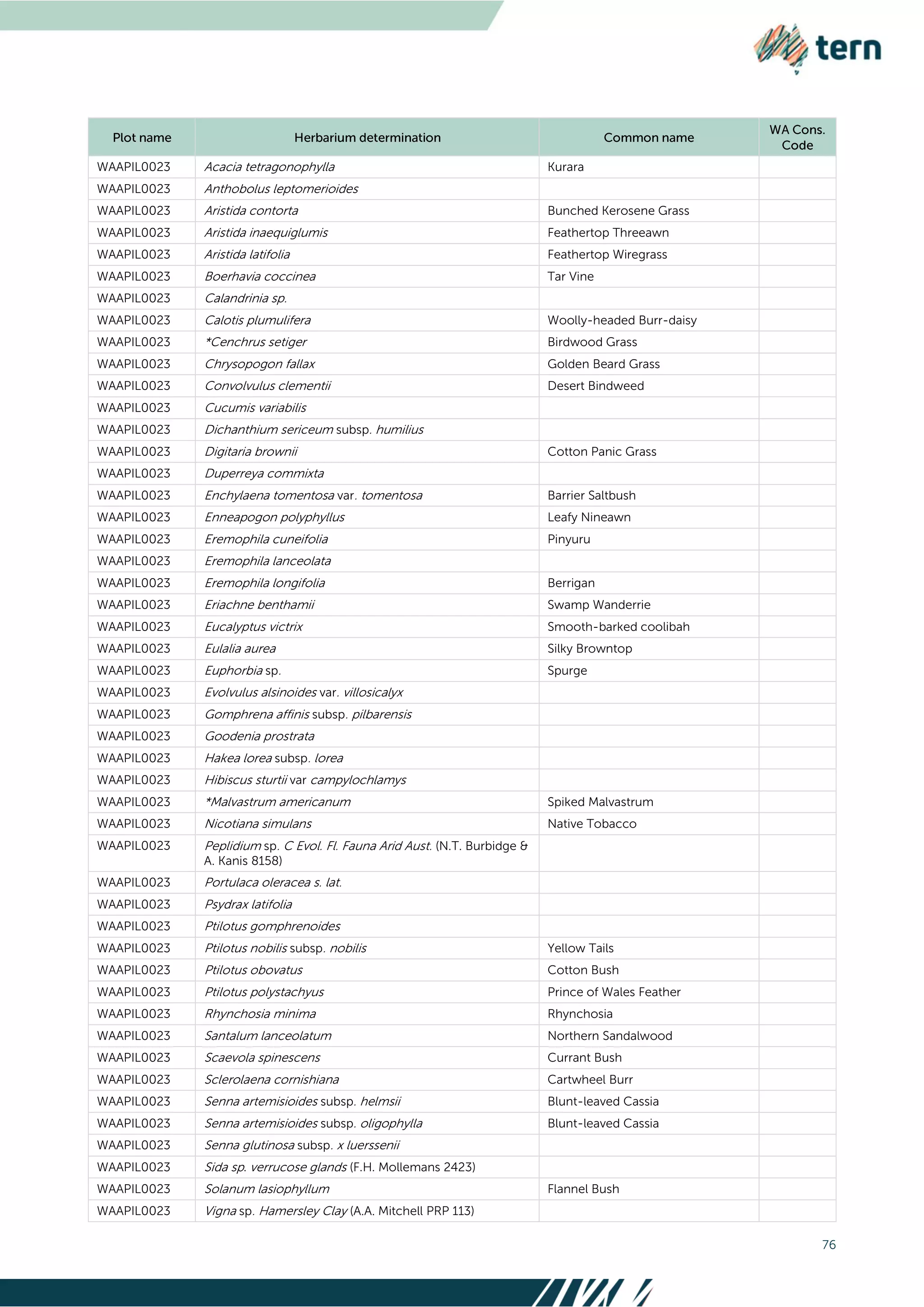 76
WAAPIL0023 Acacia tetragonophylla Kurara
WAAPIL0023 Anthobolus leptomerioides
WAAPIL0023 Aristida contorta Bunched Kerosene Grass
WAAPIL0023 Aristida inaequiglumis Feathertop Threeawn
WAAPIL0023 Aristida latifolia Feathertop Wiregrass
WAAPIL0023 Boerhavia coccinea Tar Vine
WAAPIL0023 Calandrinia sp.
WAAPIL0023 Calotis plumulifera Woolly-headed Burr-daisy
WAAPIL0023 *Cenchrus setiger Birdwood Grass
WAAPIL0023 Chrysopogon fallax Golden Beard Grass
WAAPIL0023 Convolvulus clementii Desert Bindweed
WAAPIL0023 Cucumis variabilis
WAAPIL0023 Dichanthium sericeum subsp. humilius
WAAPIL0023 Digitaria brownii Cotton Panic Grass
WAAPIL0023 Duperreya commixta
WAAPIL0023 Enchylaena tomentosa var. tomentosa Barrier Saltbush
WAAPIL0023 Enneapogon polyphyllus Leafy Nineawn
WAAPIL0023 Eremophila cuneifolia Pinyuru
WAAPIL0023 Eremophila lanceolata
WAAPIL0023 Eremophila longifolia Berrigan
WAAPIL0023 Eriachne benthamii Swamp Wanderrie
WAAPIL0023 Eucalyptus victrix Smooth-barked coolibah
WAAPIL0023 Eulalia aurea Silky Browntop
WAAPIL0023 Euphorbia sp. Spurge
WAAPIL0023 Evolvulus alsinoides var. villosicalyx
WAAPIL0023 Gomphrena affinis subsp. pilbarensis
WAAPIL0023 Goodenia prostrata
WAAPIL0023 Hakea lorea subsp. lorea
WAAPIL0023 Hibiscus sturtii var campylochlamys
WAAPIL0023 *Malvastrum americanum Spiked Malvastrum
WAAPIL0023 Nicotiana simulans Native Tobacco
WAAPIL0023 Peplidium sp. C Evol. Fl. Fauna Arid Aust. (N.T. Burbidge &
A. Kanis 8158)
WAAPIL0023 Portulaca oleracea s. lat.
WAAPIL0023 Psydrax latifolia
WAAPIL0023 Ptilotus gomphrenoides
WAAPIL0023 Ptilotus nobilis subsp. nobilis Yellow Tails
WAAPIL0023 Ptilotus obovatus Cotton Bush
WAAPIL0023 Ptilotus polystachyus Prince of Wales Feather
WAAPIL0023 Rhynchosia minima Rhynchosia
WAAPIL0023 Santalum lanceolatum Northern Sandalwood
WAAPIL0023 Scaevola spinescens Currant Bush
WAAPIL0023 Sclerolaena cornishiana Cartwheel Burr
WAAPIL0023 Senna artemisioides subsp. helmsii Blunt-leaved Cassia
WAAPIL0023 Senna artemisioides subsp. oligophylla Blunt-leaved Cassia
WAAPIL0023 Senna glutinosa subsp. x luerssenii
WAAPIL0023 Sida sp. verrucose glands (F.H. Mollemans 2423)
WAAPIL0023 Solanum lasiophyllum Flannel Bush
WAAPIL0023 Vigna sp. Hamersley Clay (A.A. Mitchell PRP 113)
 