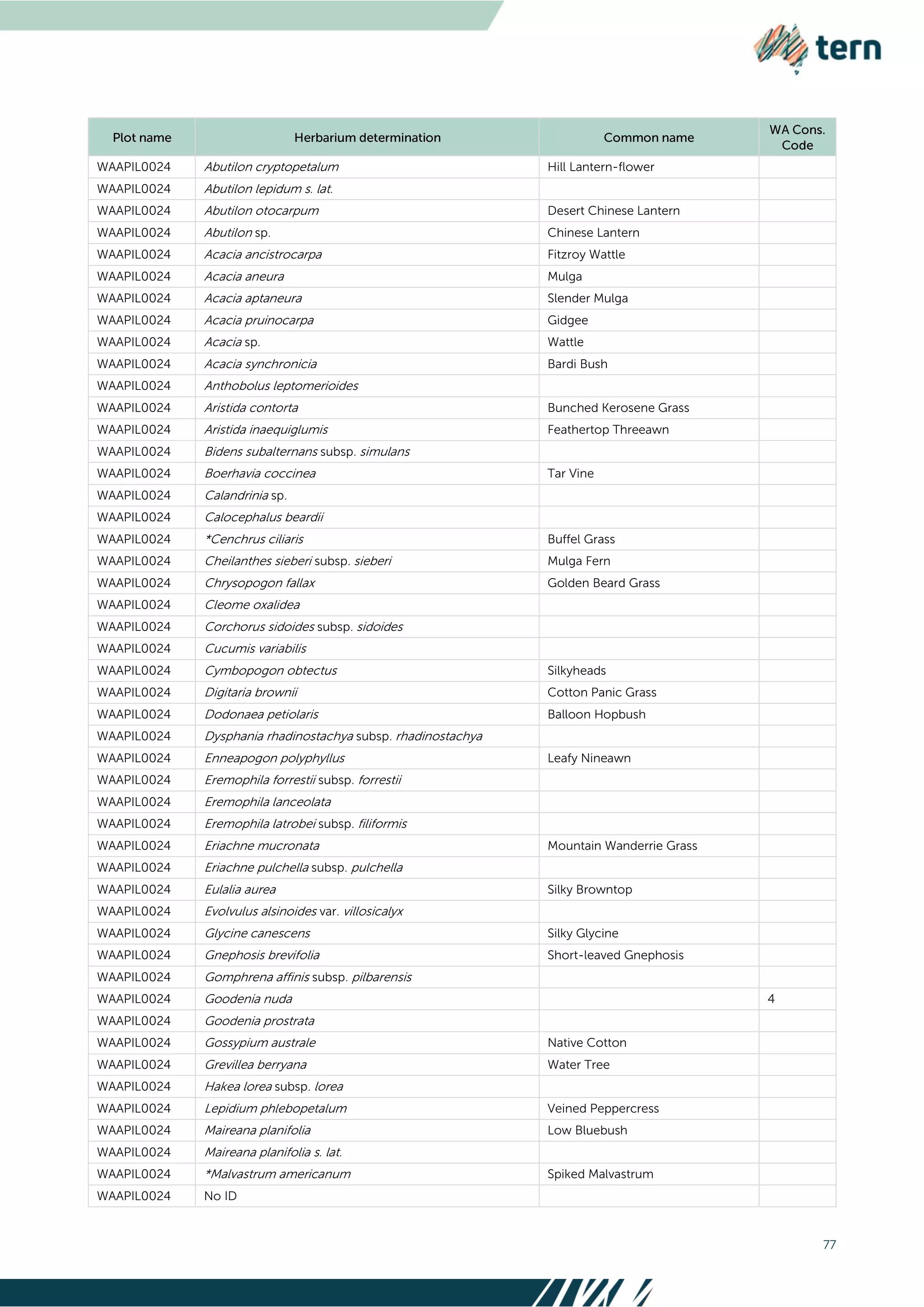 77
WAAPIL0024 Abutilon cryptopetalum Hill Lantern-flower
WAAPIL0024 Abutilon lepidum s. lat.
WAAPIL0024 Abutilon otocarpum Desert Chinese Lantern
WAAPIL0024 Abutilon sp. Chinese Lantern
WAAPIL0024 Acacia ancistrocarpa Fitzroy Wattle
WAAPIL0024 Acacia aneura Mulga
WAAPIL0024 Acacia aptaneura Slender Mulga
WAAPIL0024 Acacia pruinocarpa Gidgee
WAAPIL0024 Acacia sp. Wattle
WAAPIL0024 Acacia synchronicia Bardi Bush
WAAPIL0024 Anthobolus leptomerioides
WAAPIL0024 Aristida contorta Bunched Kerosene Grass
WAAPIL0024 Aristida inaequiglumis Feathertop Threeawn
WAAPIL0024 Bidens subalternans subsp. simulans
WAAPIL0024 Boerhavia coccinea Tar Vine
WAAPIL0024 Calandrinia sp.
WAAPIL0024 Calocephalus beardii
WAAPIL0024 *Cenchrus ciliaris Buffel Grass
WAAPIL0024 Cheilanthes sieberi subsp. sieberi Mulga Fern
WAAPIL0024 Chrysopogon fallax Golden Beard Grass
WAAPIL0024 Cleome oxalidea
WAAPIL0024 Corchorus sidoides subsp. sidoides
WAAPIL0024 Cucumis variabilis
WAAPIL0024 Cymbopogon obtectus Silkyheads
WAAPIL0024 Digitaria brownii Cotton Panic Grass
WAAPIL0024 Dodonaea petiolaris Balloon Hopbush
WAAPIL0024 Dysphania rhadinostachya subsp. rhadinostachya
WAAPIL0024 Enneapogon polyphyllus Leafy Nineawn
WAAPIL0024 Eremophila forrestii subsp. forrestii
WAAPIL0024 Eremophila lanceolata
WAAPIL0024 Eremophila latrobei subsp. filiformis
WAAPIL0024 Eriachne mucronata Mountain Wanderrie Grass
WAAPIL0024 Eriachne pulchella subsp. pulchella
WAAPIL0024 Eulalia aurea Silky Browntop
WAAPIL0024 Evolvulus alsinoides var. villosicalyx
WAAPIL0024 Glycine canescens Silky Glycine
WAAPIL0024 Gnephosis brevifolia Short-leaved Gnephosis
WAAPIL0024 Gomphrena affinis subsp. pilbarensis
WAAPIL0024 Goodenia nuda 4
WAAPIL0024 Goodenia prostrata
WAAPIL0024 Gossypium australe Native Cotton
WAAPIL0024 Grevillea berryana Water Tree
WAAPIL0024 Hakea lorea subsp. lorea
WAAPIL0024 Lepidium phlebopetalum Veined Peppercress
WAAPIL0024 Maireana planifolia Low Bluebush
WAAPIL0024 Maireana planifolia s. lat.
WAAPIL0024 *Malvastrum americanum Spiked Malvastrum
WAAPIL0024 No ID
 