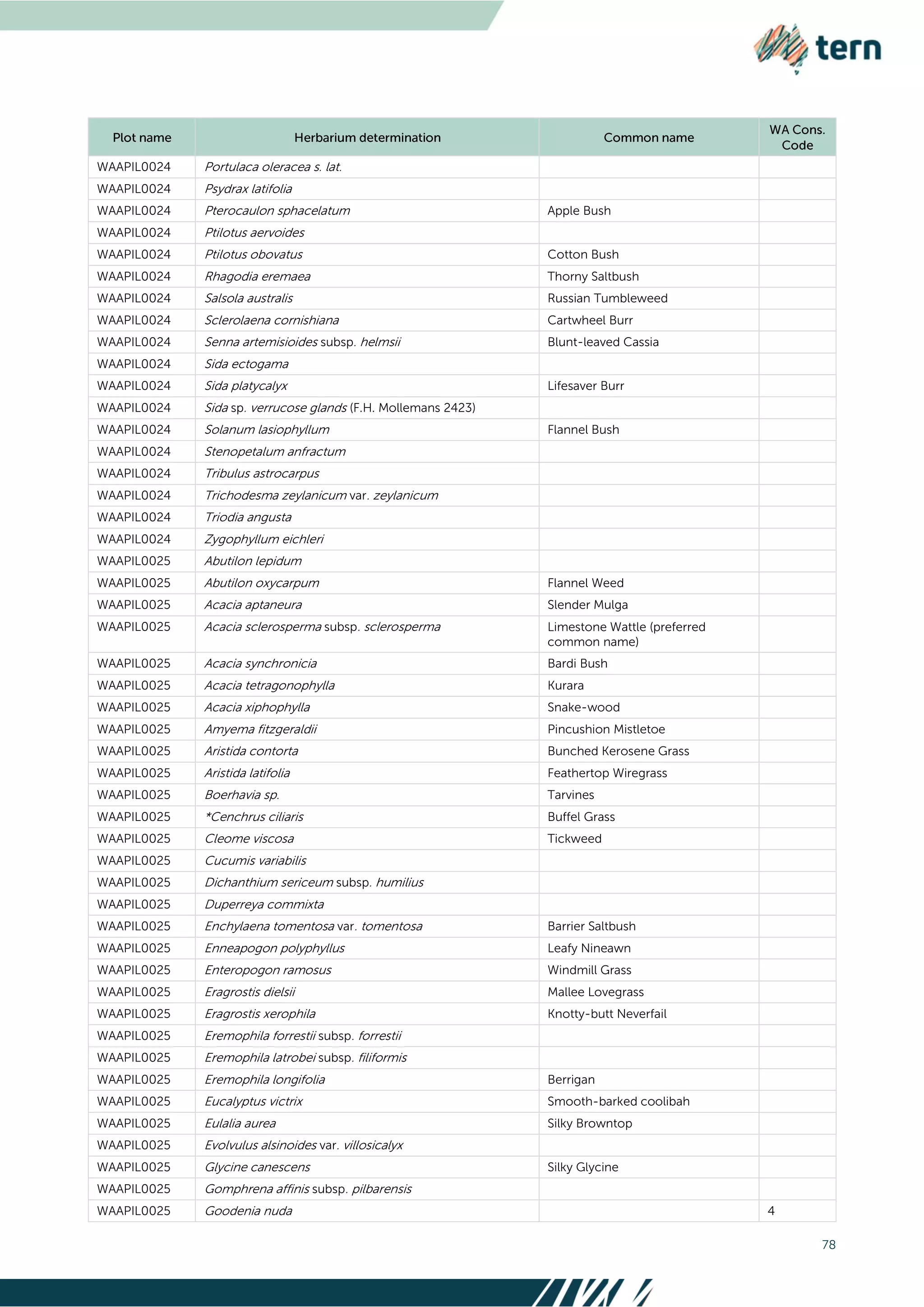 78
WAAPIL0024 Portulaca oleracea s. lat.
WAAPIL0024 Psydrax latifolia
WAAPIL0024 Pterocaulon sphacelatum Apple Bush
WAAPIL0024 Ptilotus aervoides
WAAPIL0024 Ptilotus obovatus Cotton Bush
WAAPIL0024 Rhagodia eremaea Thorny Saltbush
WAAPIL0024 Salsola australis Russian Tumbleweed
WAAPIL0024 Sclerolaena cornishiana Cartwheel Burr
WAAPIL0024 Senna artemisioides subsp. helmsii Blunt-leaved Cassia
WAAPIL0024 Sida ectogama
WAAPIL0024 Sida platycalyx Lifesaver Burr
WAAPIL0024 Sida sp. verrucose glands (F.H. Mollemans 2423)
WAAPIL0024 Solanum lasiophyllum Flannel Bush
WAAPIL0024 Stenopetalum anfractum
WAAPIL0024 Tribulus astrocarpus
WAAPIL0024 Trichodesma zeylanicum var. zeylanicum
WAAPIL0024 Triodia angusta
WAAPIL0024 Zygophyllum eichleri
WAAPIL0025 Abutilon lepidum
WAAPIL0025 Abutilon oxycarpum Flannel Weed
WAAPIL0025 Acacia aptaneura Slender Mulga
WAAPIL0025 Acacia sclerosperma subsp. sclerosperma Limestone Wattle (preferred
common name)
WAAPIL0025 Acacia synchronicia Bardi Bush
WAAPIL0025 Acacia tetragonophylla Kurara
WAAPIL0025 Acacia xiphophylla Snake-wood
WAAPIL0025 Amyema fitzgeraldii Pincushion Mistletoe
WAAPIL0025 Aristida contorta Bunched Kerosene Grass
WAAPIL0025 Aristida latifolia Feathertop Wiregrass
WAAPIL0025 Boerhavia sp. Tarvines
WAAPIL0025 *Cenchrus ciliaris Buffel Grass
WAAPIL0025 Cleome viscosa Tickweed
WAAPIL0025 Cucumis variabilis
WAAPIL0025 Dichanthium sericeum subsp. humilius
WAAPIL0025 Duperreya commixta
WAAPIL0025 Enchylaena tomentosa var. tomentosa Barrier Saltbush
WAAPIL0025 Enneapogon polyphyllus Leafy Nineawn
WAAPIL0025 Enteropogon ramosus Windmill Grass
WAAPIL0025 Eragrostis dielsii Mallee Lovegrass
WAAPIL0025 Eragrostis xerophila Knotty-butt Neverfail
WAAPIL0025 Eremophila forrestii subsp. forrestii
WAAPIL0025 Eremophila latrobei subsp. filiformis
WAAPIL0025 Eremophila longifolia Berrigan
WAAPIL0025 Eucalyptus victrix Smooth-barked coolibah
WAAPIL0025 Eulalia aurea Silky Browntop
WAAPIL0025 Evolvulus alsinoides var. villosicalyx
WAAPIL0025 Glycine canescens Silky Glycine
WAAPIL0025 Gomphrena affinis subsp. pilbarensis
WAAPIL0025 Goodenia nuda 4
 