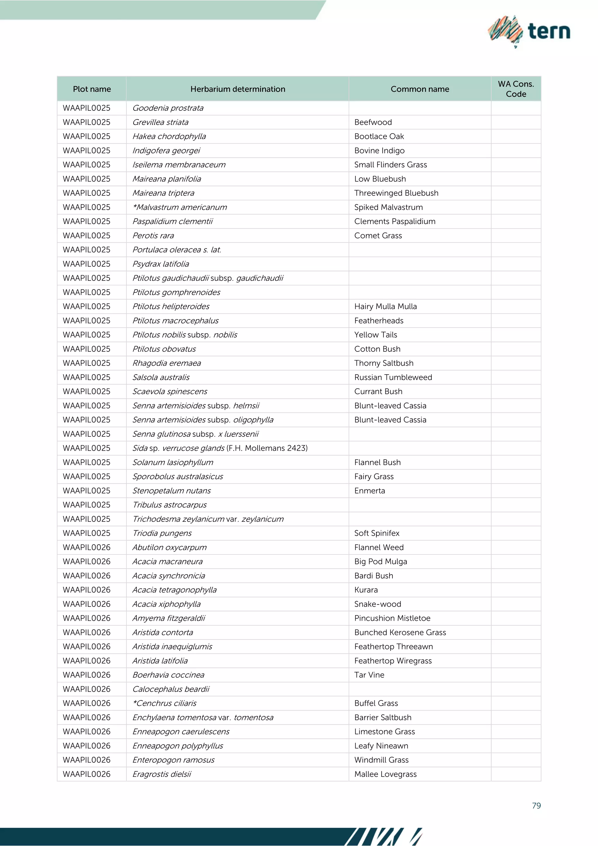 79
WAAPIL0025 Goodenia prostrata
WAAPIL0025 Grevillea striata Beefwood
WAAPIL0025 Hakea chordophylla Bootlace Oak
WAAPIL0025 Indigofera georgei Bovine Indigo
WAAPIL0025 Iseilema membranaceum Small Flinders Grass
WAAPIL0025 Maireana planifolia Low Bluebush
WAAPIL0025 Maireana triptera Threewinged Bluebush
WAAPIL0025 *Malvastrum americanum Spiked Malvastrum
WAAPIL0025 Paspalidium clementii Clements Paspalidium
WAAPIL0025 Perotis rara Comet Grass
WAAPIL0025 Portulaca oleracea s. lat.
WAAPIL0025 Psydrax latifolia
WAAPIL0025 Ptilotus gaudichaudii subsp. gaudichaudii
WAAPIL0025 Ptilotus gomphrenoides
WAAPIL0025 Ptilotus helipteroides Hairy Mulla Mulla
WAAPIL0025 Ptilotus macrocephalus Featherheads
WAAPIL0025 Ptilotus nobilis subsp. nobilis Yellow Tails
WAAPIL0025 Ptilotus obovatus Cotton Bush
WAAPIL0025 Rhagodia eremaea Thorny Saltbush
WAAPIL0025 Salsola australis Russian Tumbleweed
WAAPIL0025 Scaevola spinescens Currant Bush
WAAPIL0025 Senna artemisioides subsp. helmsii Blunt-leaved Cassia
WAAPIL0025 Senna artemisioides subsp. oligophylla Blunt-leaved Cassia
WAAPIL0025 Senna glutinosa subsp. x luerssenii
WAAPIL0025 Sida sp. verrucose glands (F.H. Mollemans 2423)
WAAPIL0025 Solanum lasiophyllum Flannel Bush
WAAPIL0025 Sporobolus australasicus Fairy Grass
WAAPIL0025 Stenopetalum nutans Enmerta
WAAPIL0025 Tribulus astrocarpus
WAAPIL0025 Trichodesma zeylanicum var. zeylanicum
WAAPIL0025 Triodia pungens Soft Spinifex
WAAPIL0026 Abutilon oxycarpum Flannel Weed
WAAPIL0026 Acacia macraneura Big Pod Mulga
WAAPIL0026 Acacia synchronicia Bardi Bush
WAAPIL0026 Acacia tetragonophylla Kurara
WAAPIL0026 Acacia xiphophylla Snake-wood
WAAPIL0026 Amyema fitzgeraldii Pincushion Mistletoe
WAAPIL0026 Aristida contorta Bunched Kerosene Grass
WAAPIL0026 Aristida inaequiglumis Feathertop Threeawn
WAAPIL0026 Aristida latifolia Feathertop Wiregrass
WAAPIL0026 Boerhavia coccinea Tar Vine
WAAPIL0026 Calocephalus beardii
WAAPIL0026 *Cenchrus ciliaris Buffel Grass
WAAPIL0026 Enchylaena tomentosa var. tomentosa Barrier Saltbush
WAAPIL0026 Enneapogon caerulescens Limestone Grass
WAAPIL0026 Enneapogon polyphyllus Leafy Nineawn
WAAPIL0026 Enteropogon ramosus Windmill Grass
WAAPIL0026 Eragrostis dielsii Mallee Lovegrass
 