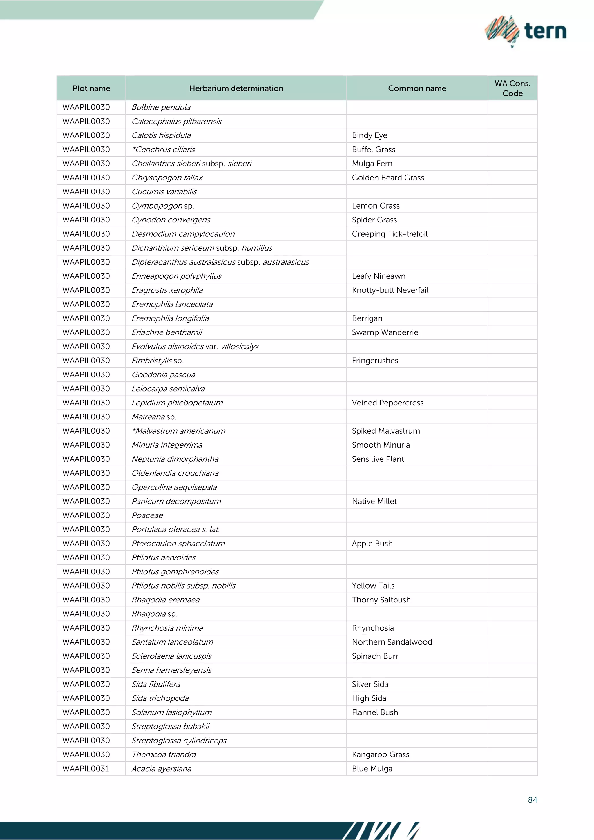 84
WAAPIL0030 Bulbine pendula
WAAPIL0030 Calocephalus pilbarensis
WAAPIL0030 Calotis hispidula Bindy Eye
WAAPIL0030 *Cenchrus ciliaris Buffel Grass
WAAPIL0030 Cheilanthes sieberi subsp. sieberi Mulga Fern
WAAPIL0030 Chrysopogon fallax Golden Beard Grass
WAAPIL0030 Cucumis variabilis
WAAPIL0030 Cymbopogon sp. Lemon Grass
WAAPIL0030 Cynodon convergens Spider Grass
WAAPIL0030 Desmodium campylocaulon Creeping Tick-trefoil
WAAPIL0030 Dichanthium sericeum subsp. humilius
WAAPIL0030 Dipteracanthus australasicus subsp. australasicus
WAAPIL0030 Enneapogon polyphyllus Leafy Nineawn
WAAPIL0030 Eragrostis xerophila Knotty-butt Neverfail
WAAPIL0030 Eremophila lanceolata
WAAPIL0030 Eremophila longifolia Berrigan
WAAPIL0030 Eriachne benthamii Swamp Wanderrie
WAAPIL0030 Evolvulus alsinoides var. villosicalyx
WAAPIL0030 Fimbristylis sp. Fringerushes
WAAPIL0030 Goodenia pascua
WAAPIL0030 Leiocarpa semicalva
WAAPIL0030 Lepidium phlebopetalum Veined Peppercress
WAAPIL0030 Maireana sp.
WAAPIL0030 *Malvastrum americanum Spiked Malvastrum
WAAPIL0030 Minuria integerrima Smooth Minuria
WAAPIL0030 Neptunia dimorphantha Sensitive Plant
WAAPIL0030 Oldenlandia crouchiana
WAAPIL0030 Operculina aequisepala
WAAPIL0030 Panicum decompositum Native Millet
WAAPIL0030 Poaceae
WAAPIL0030 Portulaca oleracea s. lat.
WAAPIL0030 Pterocaulon sphacelatum Apple Bush
WAAPIL0030 Ptilotus aervoides
WAAPIL0030 Ptilotus gomphrenoides
WAAPIL0030 Ptilotus nobilis subsp. nobilis Yellow Tails
WAAPIL0030 Rhagodia eremaea Thorny Saltbush
WAAPIL0030 Rhagodia sp.
WAAPIL0030 Rhynchosia minima Rhynchosia
WAAPIL0030 Santalum lanceolatum Northern Sandalwood
WAAPIL0030 Sclerolaena lanicuspis Spinach Burr
WAAPIL0030 Senna hamersleyensis
WAAPIL0030 Sida fibulifera Silver Sida
WAAPIL0030 Sida trichopoda High Sida
WAAPIL0030 Solanum lasiophyllum Flannel Bush
WAAPIL0030 Streptoglossa bubakii
WAAPIL0030 Streptoglossa cylindriceps
WAAPIL0030 Themeda triandra Kangaroo Grass
WAAPIL0031 Acacia ayersiana Blue Mulga
 