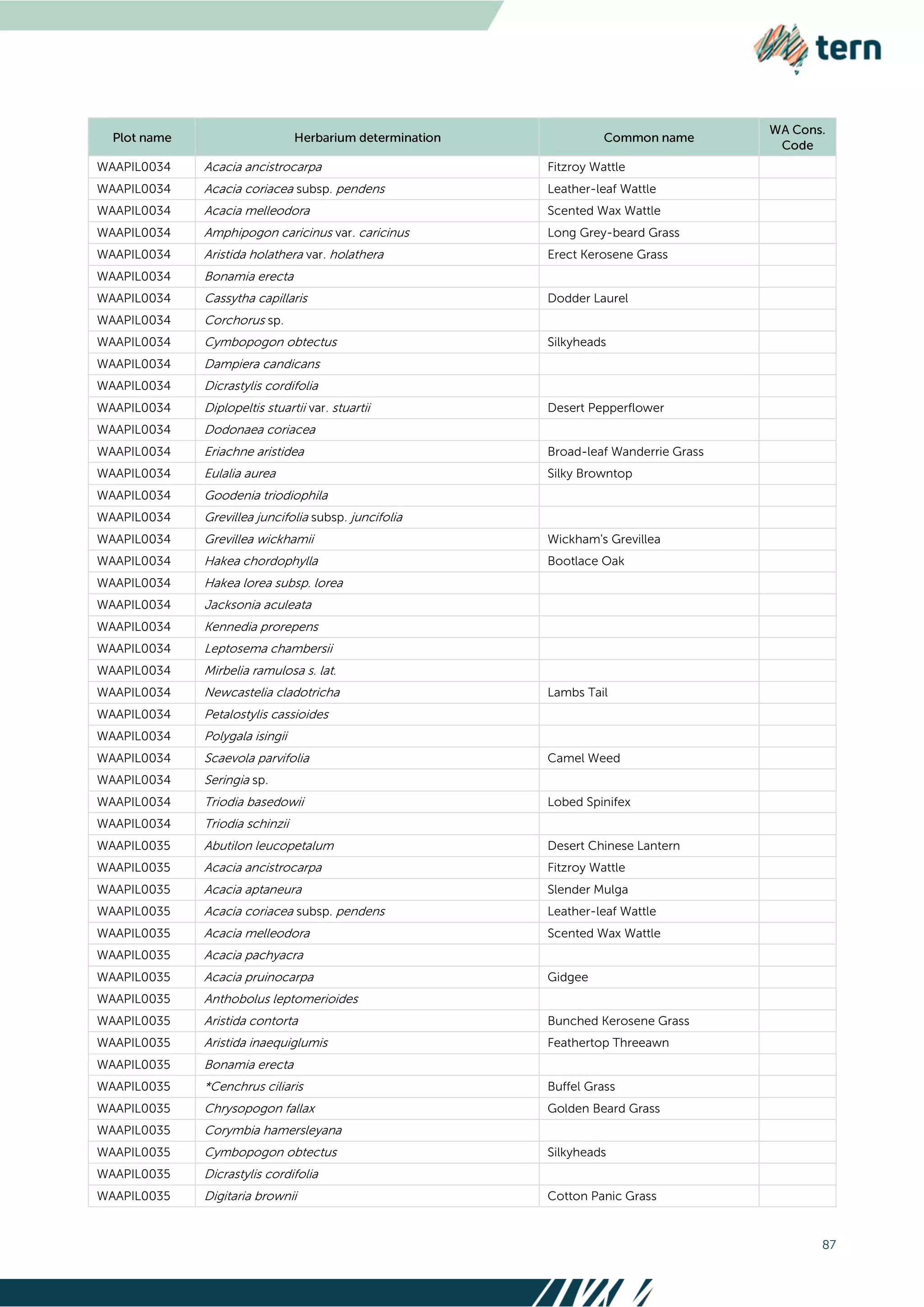 87
WAAPIL0034 Acacia ancistrocarpa Fitzroy Wattle
WAAPIL0034 Acacia coriacea subsp. pendens Leather-leaf Wattle
WAAPIL0034 Acacia melleodora Scented Wax Wattle
WAAPIL0034 Amphipogon caricinus var. caricinus Long Grey-beard Grass
WAAPIL0034 Aristida holathera var. holathera Erect Kerosene Grass
WAAPIL0034 Bonamia erecta
WAAPIL0034 Cassytha capillaris Dodder Laurel
WAAPIL0034 Corchorus sp.
WAAPIL0034 Cymbopogon obtectus Silkyheads
WAAPIL0034 Dampiera candicans
WAAPIL0034 Dicrastylis cordifolia
WAAPIL0034 Diplopeltis stuartii var. stuartii Desert Pepperflower
WAAPIL0034 Dodonaea coriacea
WAAPIL0034 Eriachne aristidea Broad-leaf Wanderrie Grass
WAAPIL0034 Eulalia aurea Silky Browntop
WAAPIL0034 Goodenia triodiophila
WAAPIL0034 Grevillea juncifolia subsp. juncifolia
WAAPIL0034 Grevillea wickhamii Wickham's Grevillea
WAAPIL0034 Hakea chordophylla Bootlace Oak
WAAPIL0034 Hakea lorea subsp. lorea
WAAPIL0034 Jacksonia aculeata
WAAPIL0034 Kennedia prorepens
WAAPIL0034 Leptosema chambersii
WAAPIL0034 Mirbelia ramulosa s. lat.
WAAPIL0034 Newcastelia cladotricha Lambs Tail
WAAPIL0034 Petalostylis cassioides
WAAPIL0034 Polygala isingii
WAAPIL0034 Scaevola parvifolia Camel Weed
WAAPIL0034 Seringia sp.
WAAPIL0034 Triodia basedowii Lobed Spinifex
WAAPIL0034 Triodia schinzii
WAAPIL0035 Abutilon leucopetalum Desert Chinese Lantern
WAAPIL0035 Acacia ancistrocarpa Fitzroy Wattle
WAAPIL0035 Acacia aptaneura Slender Mulga
WAAPIL0035 Acacia coriacea subsp. pendens Leather-leaf Wattle
WAAPIL0035 Acacia melleodora Scented Wax Wattle
WAAPIL0035 Acacia pachyacra
WAAPIL0035 Acacia pruinocarpa Gidgee
WAAPIL0035 Anthobolus leptomerioides
WAAPIL0035 Aristida contorta Bunched Kerosene Grass
WAAPIL0035 Aristida inaequiglumis Feathertop Threeawn
WAAPIL0035 Bonamia erecta
WAAPIL0035 *Cenchrus ciliaris Buffel Grass
WAAPIL0035 Chrysopogon fallax Golden Beard Grass
WAAPIL0035 Corymbia hamersleyana
WAAPIL0035 Cymbopogon obtectus Silkyheads
WAAPIL0035 Dicrastylis cordifolia
WAAPIL0035 Digitaria brownii Cotton Panic Grass
 