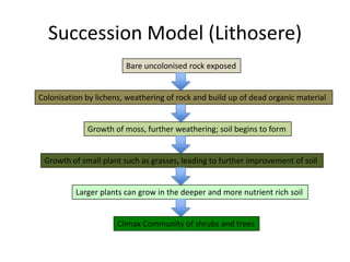 Succession Model (Lithosere)
Bare uncolonised rock exposed

Colonisation by lichens, weathering of rock and build up of dead organic material

Growth of moss, further weathering; soil begins to form

Growth of small plant such as grasses, leading to further improvement of soil

Larger plants can grow in the deeper and more nutrient rich soil

Climax Community of shrubs and trees

 