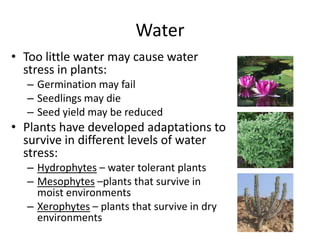 Water
• Too little water may cause water
stress in plants:
– Germination may fail
– Seedlings may die
– Seed yield may be reduced

• Plants have developed adaptations to
survive in different levels of water
stress:
– Hydrophytes – water tolerant plants
– Mesophytes –plants that survive in
moist environments
– Xerophytes – plants that survive in dry
environments

 