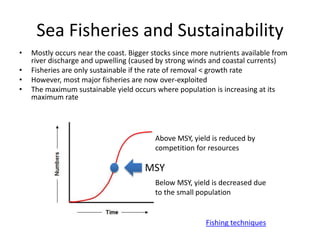 Sea Fisheries and Sustainability
• Mostly occurs near the coast. Bigger stocks since more nutrients available from
river discharge and upwelling (caused by strong winds and coastal currents)
• Fisheries are only sustainable if the rate of removal < growth rate
• However, most major fisheries are now over-exploited
• The maximum sustainable yield occurs where population is increasing at its
maximum rate
MSY
Above MSY, yield is reduced by
competition for resources
Below MSY, yield is decreased due
to the small population
Fishing techniques
 