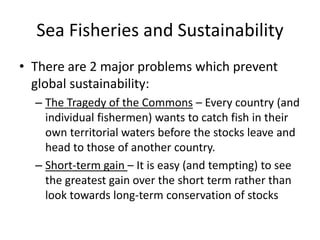 Sea Fisheries and Sustainability
• There are 2 major problems which prevent
global sustainability:
– The Tragedy of the Commons – Every country (and
individual fishermen) wants to catch fish in their
own territorial waters before the stocks leave and
head to those of another country.
– Short-term gain – It is easy (and tempting) to see
the greatest gain over the short term rather than
look towards long-term conservation of stocks
 