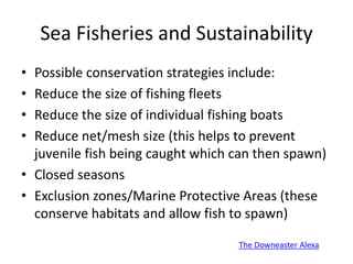 Sea Fisheries and Sustainability
• Possible conservation strategies include:
• Reduce the size of fishing fleets
• Reduce the size of individual fishing boats
• Reduce net/mesh size (this helps to prevent
juvenile fish being caught which can then spawn)
• Closed seasons
• Exclusion zones/Marine Protective Areas (these
conserve habitats and allow fish to spawn)
The Downeaster Alexa
 