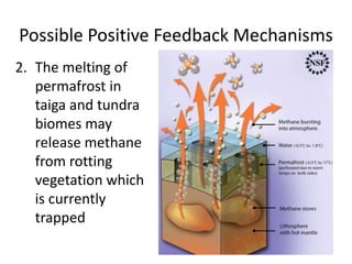 Possible Positive Feedback Mechanisms
2. The melting of
permafrost in
taiga and tundra
biomes may
release methane
from rotting
vegetation which
is currently
trapped
 