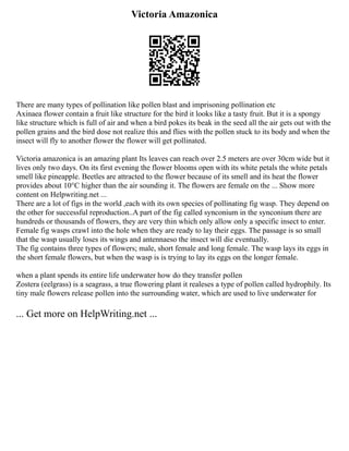Victoria Amazonica
There are many types of pollination like pollen blast and imprisoning pollination etc
Axinaea flower contain a fruit like structure for the bird it looks like a tasty fruit. But it is a spongy
like structure which is full of air and when a bird pokes its beak in the seed all the air gets out with the
pollen grains and the bird dose not realize this and flies with the pollen stuck to its body and when the
insect will fly to another flower the flower will get pollinated.
Victoria amazonica is an amazing plant Its leaves can reach over 2.5 meters are over 30cm wide but it
lives only two days. On its first evening the flower blooms open with its white petals the white petals
smell like pineapple. Beetles are attracted to the flower because of its smell and its heat the flower
provides about 10°C higher than the air sounding it. The flowers are female on the ... Show more
content on Helpwriting.net ...
There are a lot of figs in the world ,each with its own species of pollinating fig wasp. They depend on
the other for successful reproduction..A part of the fig called synconium in the synconium there are
hundreds or thousands of flowers, they are very thin which only allow only a specific insect to enter.
Female fig wasps crawl into the hole when they are ready to lay their eggs. The passage is so small
that the wasp usually loses its wings and antennaeso the insect will die eventually.
The fig contains three types of flowers; male, short female and long female. The wasp lays its eggs in
the short female flowers, but when the wasp is is trying to lay its eggs on the longer female.
when a plant spends its entire life underwater how do they transfer pollen
Zostera (eelgrass) is a seagrass, a true flowering plant it realeses a type of pollen called hydrophily. Its
tiny male flowers release pollen into the surrounding water, which are used to live underwater for
... Get more on HelpWriting.net ...
 