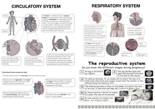 CIRCULATORY SYSTEM RESPIRATORY SYSTEM
 