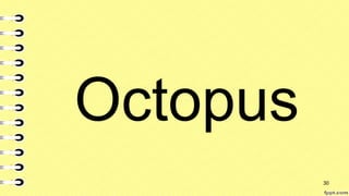 Octopus
30
 