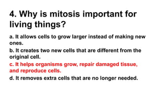 4. Why is mitosis important for
living things?
a. It allows cells to grow larger instead of making new
ones.
b. It creates two new cells that are different from the
original cell.
c. It helps organisms grow, repair damaged tissue,
and reproduce cells.
d. It removes extra cells that are no longer needed.
 