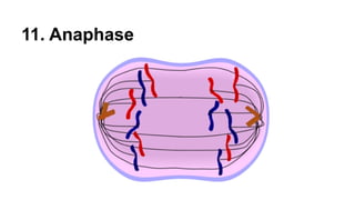 11. Anaphase
 