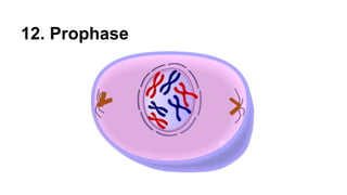 12. Prophase
 
