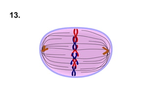 13.
 