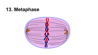 13. Metaphase
 