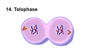 14. Telophase
 