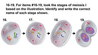 16-19. For items #16-19, look the stages of meiosis I
based on the illustration. Identify and write the correct
name of each stage shown.
16. 17. 18. 19.
 