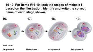 16-19. For items #16-19, look the stages of meiosis I
based on the illustration. Identify and write the correct
name of each stage shown.
16. 17. 18. 19.
 