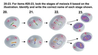 20-23. For items #20-23, look the stages of meiosis II based on the
illustration. Identify and write the correct name of each stage shown.
20. 21. 22. 23.
 