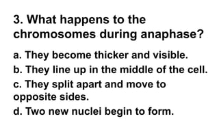 3. What happens to the
chromosomes during anaphase?
a. They become thicker and visible.
b. They line up in the middle of the cell.
c. They split apart and move to
opposite sides.
d. Two new nuclei begin to form.
 