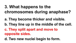 3. What happens to the
chromosomes during anaphase?
a. They become thicker and visible.
b. They line up in the middle of the cell.
c. They split apart and move to
opposite sides.
d. Two new nuclei begin to form.
 
