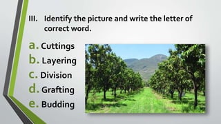 III. Identify the picture and write the letter of
correct word.
a.Cuttings
b.Layering
c.Division
d.Grafting
e.Budding
 