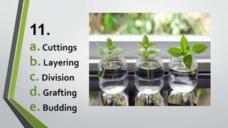11.
a.Cuttings
b.Layering
c.Division
d.Grafting
e.Budding
 