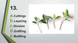 13.
a.Cuttings
b.Layering
c.Division
d.Grafting
e.Budding
 
