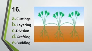 16.
a.Cuttings
b.Layering
c.Division
d.Grafting
e.Budding
 