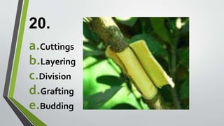 20.
a.Cuttings
b.Layering
c.Division
d.Grafting
e.Budding
 