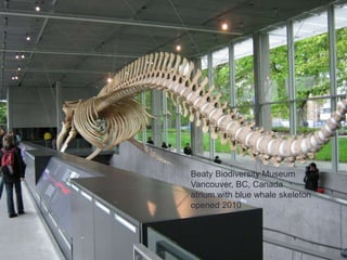 Beaty Biodiversity Museum
Vancouver, BC, Canada
atrium with blue whale skeleton
opened 2010
 