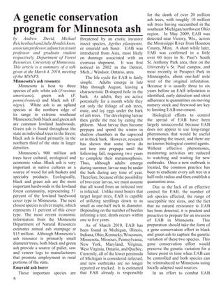 A genetic conservation                                                             for the death of over 20 million
                                                                                   ash trees, with roughly 10 million
                                                                                   ash trees having succumbed in the
program for Minnesota ash                                                          southeast Michigan/northwest Ohio
                                                                                   region. In May 2009, EAB was
by Andrew David, Michael                   threatened by an exotic invasive        detected near Victory, Wis., across
Reichenbach and Julie Hendrickson,         insect species, Agrilus planipenni,     the Mississippi River from Houston
associate professor, adjunct assistant     or emerald ash borer. EAB was           County, Minn. A short while later,
professor and graduate student             introduced from Asia, most likely       EAB was confirmed in a little
respectively, Department of Forest         on dunnage associated with an           over 60 trees in St. Paul’s South
Resources, University of Minnesota,        overseas shipment. It was first         St. Anthony Park area, then on the
This article is a summary of a talk        noticed in 2002 in the Detroit,         University’s St. Paul campus, and
given at the March 4, 2010, meeting        Mich.,/ Windsor, Ontario, area.         most recently in Prospect Park in
of the MNNPS.                                  The life cycle for EAB is fairly    Minneapolis, about one-half mile
Minnesota’s ash resource                   simple. Adults emerge in late           west of the original infestation.
    Minnesota is host to three             May through August, leaving a           Because it is usually three to six
species of ash: white ash (Fraxinus        characteristic D-shaped hole in the     years before an EAB infestation is
americana),       green      ash     (F.   bark. As adults, they are active        identified, early detection and strict
pennsylvanica) and black ash (F.           potentially for a month while they      adherence to quarantines on moving
nigra). White ash is an upland             eat only the foliage of ash trees,      nursery stock and firewood are key
species at the northern edge of            mate, and lay eggs under the bark       to limiting EAB movement.
its range in extreme southeast             of ash trees. The developing larvae         Biological efforts to control
Minnesota; both black and green ash        then girdle the tree by eating the      the spread of EAB have been
are common lowland hardwoods.              phloem. Most larvae then become         largely unsuccessful because EAB
Green ash is found throughout the          prepupa and spend the winter in         does not appear to use long-range
state as individual trees in the forest;   shallow chambers in the sapwood         pheromones that would be useful
black ash is found primarily in the        or in thick bark. However, research     in trapping the insect, and there are
northern third of the state in larger      has shown that some larva do            no known biological control agents.
densities.                                 not turn into prepupa until the         Without effective pheromones,
    Minnesota’s 900 million ash            following fall, requiring two years     monitoring activities are reduced
trees have cultural, ecological and        to complete their metamorphosis.        to watching and waiting for new
economic value. Black ash is very          Thus, although adults emerge            outbreaks. Once a new outbreak is
important in native cultures as a          during summer, larvae may be under      located, the common practice has
source of wood for ash baskets and         the bark during any time of year.       been to eradicate every ash tree in a
specialty products. Ecologically,          Therefore, because of the possibility   half-mile radius and then establish a
black and green ash are the most           of two-year larvae, we must assume      quarantine area.
important hardwoods in the lowland         that all wood from an infected tree         Due to the lack of an effective
forest community, representing 51          is infected. Unlike most borers that    control for EAB, the number of
percent of the lowland hardwood            target larger trees, EAB is capable     ash species affected, the range of
cover type in Minnesota. The next          of utilizing seedlings down to as       susceptible tree sizes, and the fact
closest species is silver maple, which     small as one-half inch in diameter.     that no natural resistance to EAB
represents 11 percent of this cover        Depending on the number of beetles      has been detected, it is prudent and
type. The most recent economic             infesting a tree, death occurs within   proactive to prepare for an invasion
information from the Minnesota             one to five years.                      of EAB in Minnesota.             This
Department of Natural Resources                As of March 2010, EAB has           preparation should take the form of
estimates annual ash stumpage at           been found in Michigan, Illinois,       a gene conservation effort in black
$15 million. Although Minnesota’s          Indiana, Ohio, Kentucky, Wisconsin,     and green ash to capture the genetic
ash resource is primarily small            Minnesota, Missouri, Pennsylvania,      variation of these two species. This
diameter trees, both black and green       New York, Maryland, Virginia,           gene conservation effort would
ash provide a source of pallet, saw        West Virginia, Ontario, and Quebec.     preserve the genetic variation for a
and veneer logs to manufacturers           Currently, all of the lower peninsula   future point in time when EAB can
that promote employment in rural           of Michigan is considered infected,     be controlled and both species can
portions of the state.                     and new outbreaks are no longer         be reintroduced to Minnesota using
Emerald ash borer                          reported or tracked. It is estimated    locally adapted seed sources.
    These important species are            that EAB already is responsible             In an effort to combat EAB
6
 