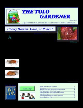 THE YOLO
                             			 GARDENER                                                                                                                        Summer 2010

                             A QUARTERLY PUBLICATION BY THE U.C. YOLO COUNTY MASTER GARDENERS




    Cherry Harvest: Good, or Rotten?
                                                  Steve Radosevich, Yolo County Master Gardener



     A     s you read this article at the peak of the cherry harvest, you are either
           enjoying this year’s crop - or you have been severely disappointed to
find that most of your fresh ripe fruit is rotten. A new cherry pest, the spotted
wing drosophila (SWD), found its way to Yolo County cherries last year. Last                            SWD damage
season, the infestation was spotty. Some local home orchardists enjoyed another
healthy, tasty crop while others experienced heavy SWD infestations that left the entire tree with rotten fruit full of
squirmy worms. A wider infestation is expected this season.
      Last year it was first assumed that this was just a regular fruit fly infesting overripe fruit, but it soon became clear
that this was something different in that barely ripe fruit still on the tree was being ruined. Further investigations
by entomologists found references from the early 1930s in Japan that identified this fruit fly as Drosophila suzukii,
and named it the spotted wing drosophila because of the black spot found on the wings of male flies.
                               So far, cherries appear to have been the main victim of SWD locally, but infestations
                          in other parts of California have been found in plums, nectarines, and several different
                          types of berries.
                                What can you do if you find damaged fruit on your tree? Sprays at this time of year
                 male D will not protect the crop because eggs have most likely already been laid and maggots
                        are in the fruit. You may be able to salvage some of your fruit by harvesting all of it
                        immediately and sorting out the rotten fruit and fruit with sting marks (egg-laying sites)
                        on the surface. To avoid further infestation of this year’s fruit and to possibly reduce next
                        year’s SWD population, place all the infected fruit as well as any rotten fruit on the ground
                        in a tightly sealed plastic bag and throw it in the trash. Composting is not known to be a
               female D
                        reliable way to destroy eggs and larvae in fruit.
                                                                                                                                                          (continued on page 2)


Vol. III, No.iv                                              Cherry Harvest: Good, or Rotten? ................................................................1
                                                             Bamboo 101. ........................................................................................................ 2
                                                                         .
                              Inside Scoop                   Managing Turf While Preserving the Environment................................... 4
                                                             Plant Collecting Part II: African Violets..................................................... 6
                                                             Companion Planting: Good Buddies in the Garden...................................... 7
                                                             Bristlecone Pines............................................................................................... 9
                                                                                  .
                                                             Sustainable Gardening and Winter Vegetables........................................11
                                                                                                                                        .
                                                             Summer Gardening Tips ................................................................................ 12
 