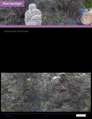 Plant Spotlight


              Black Lace Elderberry		
              (Sambucas nigra ‘Gerda’)
 By Ruth Quade, City of Greeley

 Black Lace Elderberry is a large deciduous shrub that can also be pruned and shaped into a small tree. It grows
 to a height and spread of 8-10 feet. It is very cold hardy (zones 3-8) and easily adapts to most sites. It likes
 moist and well-drained soil but will tolerate dry soils after establishment. It can also adapt to either acidic or
 alkaline soils. Foliage is pinnate, usually five leaflets with serrated edges making it an excellent hardy substitute
 for a Japanese maple. Foliage starts out pale green with a hint of purple before turning dark purple. Black Lace
 Elderberry will take part shade, but full sun is needed for best color. The Black Beauty can be used as an accent
 plant or planted en masse as a hedge.

 Butterflies love the clusters of pink flowers that softly fade to white as they age and are striking against the finely
 cut, dark foliage. The June flowers have a lemony scent and are followed by dark purple fruit that is edible and
 used for jams, pies or wine if the birds don’t get to them first.

 In zones 5 or above prune in late summer or fall after blooming and fruiting. Its growth rate is moderate to fast.
 If the plant is leggy as a young plant, it can be pruned, pinched and shaped to form a fuller shrub for the first
 growing season. You will sacrifice the blooms in the first year, but it will result in a well branched, full bodied
 plant that will have more flowers in subsequent years. Fertilize in early spring by applying a slow release fertilizer
 formulated for trees and shrubs.




  WaterWise                                                11                                               Spring 2011
                                                                                                             Summer 2012
 