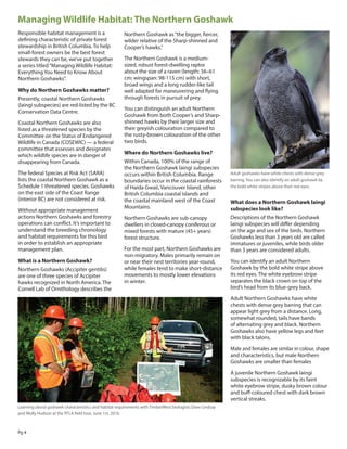 Pg 4
Managing Wildlife Habitat: The Northern Goshawk
Responsible habitat management is a
defining characteristic of private forest
stewardship in British Columbia. To help
small-forest owners be the best forest
stewards they can be, we’ve put together
a series titled“Managing Wildlife Habitat:
Everything You Need to Know About
Northern Goshawks”.
Why do Northern Goshawks matter?
Presently, coastal Northern Goshawks
(laingi subspecies) are red-listed by the BC
Conservation Data Centre.
Coastal Northern Goshawks are also
listed as a threatened species by the
Committee on the Status of Endangered
Wildlife in Canada (COSEWIC) — a federal
committee that assesses and designates
which wildlife species are in danger of
disappearing from Canada.
The federal Species at Risk Act (SARA)
lists the coastal Northern Goshawk as a
Schedule 1 threatened species. Goshawks
on the east side of the Coast Range
(interior BC) are not considered at risk.
Without appropriate management
actions Northern Goshawks and forestry
operations can conflict. It’s important to
understand the breeding chronology
and habitat requirements for this bird
in order to establish an appropriate
management plan.
What is a Northern Goshawk?
Northern Goshawks (Accipiter gentilis)
are one of three species of Accipiter
hawks recognized in North America. The
Cornell Lab of Ornithology describes the
Northern Goshawk as“the bigger, fiercer,
wilder relative of the Sharp-shinned and
Cooper’s hawks.”
The Northern Goshawk is a medium-
sized, robust forest-dwelling raptor
about the size of a raven (length: 56–61
cm; wingspan: 98-115 cm) with short,
broad wings and a long rudder-like tail
well adapted for maneuvering and flying
through forests in pursuit of prey.
You can distinguish an adult Northern
Goshawk from both Cooper’s and Sharp-
shinned hawks by their larger size and
their greyish colouration compared to
the rusty-brown colouration of the other
two birds.
Where do Northern Goshawks live?
Within Canada, 100% of the range of
the Northern Goshawk laingi subspecies
occurs within British Columbia. Range
boundaries occur in the coastal rainforests
of Haida Gwaii, Vancouver Island, other
British Columbia coastal islands and
the coastal mainland west of the Coast
Mountains.
Northern Goshawks are sub-canopy
dwellers in closed-canopy coniferous or
mixed forests with mature (45+ years)
forest structure.
For the most part, Northern Goshawks are
non-migratory. Males primarily remain on
or near their nest territories year-round,
while females tend to make short-distance
movements to mostly lower elevations
in winter.
What does a Northern Goshawk laingi
subspecies look like?
Descriptions of the Northern Goshawk
laingi subspecies will differ depending
on the age and sex of the birds. Northern
Goshawks less than 3 years old are called
immatures or juveniles, while birds older
than 3 years are considered adults.
You can identify an adult Northern
Goshawk by the bold white stripe above
its red eyes. The white eyebrow stripe
separates the black crown on top of the
bird’s head from its blue-grey back.
Adult Northern Goshawks have white
chests with dense grey barring that can
appear light grey from a distance. Long,
somewhat rounded, tails have bands
of alternating grey and black. Northern
Goshawks also have yellow legs and feet
with black talons.
Male and females are similar in colour, shape
and characteristics, but male Northern
Goshawks are smaller than females
A juvenile Northern Goshawk laingi
subspecies is recognizable by its faint
white eyebrow stripe, dusky brown colour
and buff-coloured chest with dark brown
vertical streaks.
Adult goshawks have white chests with dense grey
barring. You can also identify an adult goshawk by
the bold white stripes above their red eyes.
Learning about goshawk characteristics and habitat requirements with TimberWest biologists Dave Lindsay
and Molly Hudson at the PFLA field tour, June 1st, 2016.
 