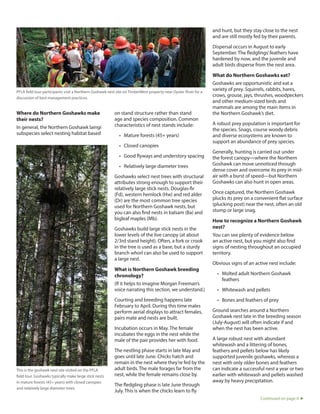 Where do Northern Goshawks make
their nests?
In general, the Northern Goshawk laingi
subspecies select nesting habitat based
on stand structure rather than stand
age and species composition. Common
characteristics of nest stands include:
•	 Mature forests (45+ years)
•	 Closed canopies
•	 Good flyways and understory spacing
•	 Relatively large diameter trees
Goshawks select nest trees with structural
attributes strong enough to support their
relatively large stick nests. Douglas-fir
(Fd), western hemlock (Hw) and red alder
(Dr) are the most common tree species
used for Northern Goshawk nests, but
you can also find nests in balsam (Ba) and
bigleaf maples (Mb).
Goshawks build large stick nests in the
lower levels of the live canopy (at about
2/3rd stand height). Often, a fork or crook
in the tree is used as a base, but a sturdy
branch whorl can also be used to support
a large nest.
What is Northern Goshawk breeding
chronology?
(If it helps to imagine Morgan Freeman’s
voice narrating this section, we understand.)
Courting and breeding happens late
February to April. During this time males
perform aerial displays to attract females,
pairs mate and nests are built.
Incubation occurs in May. The female
incubates the eggs in the nest while the
male of the pair provides her with food.
The nestling phase starts in late May and
goes until late June. Chicks hatch and
remain in the nest where they’re fed by the
adult birds. The male forages far from the
nest, while the female remains close by.
The fledgling phase is late June through
July. This is when the chicks learn to fly
and hunt, but they stay close to the nest
and are still mostly fed by their parents.
Dispersal occurs in August to early
September. The fledglings’feathers have
hardened by now, and the juvenile and
adult birds disperse from the nest area.
What do Northern Goshawks eat?  
Goshawks are opportunistic and eat a
variety of prey. Squirrels, rabbits, hares,
crows, grouse, jays, thrushes, woodpeckers
and other medium-sized birds and
mammals are among the main items in
the Northern Goshawk’s diet.
A robust prey population is important for
the species. Snags, course woody debris
and diverse ecosystems are known to
support an abundance of prey species.
Generally, hunting is carried out under
the forest canopy—where the Northern
Goshawk can move unnoticed through
dense cover and overcome its prey in mid-
air with a burst of speed—but Northern
Goshawks can also hunt in open areas.
Once captured, the Northern Goshawk
plucks its prey on a convenient flat surface
(plucking post) near the nest, often an old
stump or large snag.
How to recognize a Northern Goshawk
nest?
You can see plenty of evidence below
an active nest, but you might also find
signs of nesting throughout an occupied
territory.
Obvious signs of an active nest include:
•	 Molted adult Northern Goshawk
feathers
•	 Whitewash and pellets
•	 Bones and feathers of prey
Ground searches around a Northern
Goshawk nest late in the breeding season
(July-August) will often indicate if and
when the nest has been active.
A large robust nest with abundant
whitewash and a littering of bones,
feathers and pellets below has likely
supported juvenile goshawks, whereas a
nest with only older bones and feathers
can indicate a successful nest a year or two
earlier with whitewash and pellets washed
away by heavy precipitation.
PFLA field tour participants visit a Northern Goshawk nest site on TimberWest property near Oyster River for a
discussion of best management practices.
Continued on page 6
This is the goshawk nest site visited on the PFLA
field tour. Goshawks typically make large stick nests
in mature forests (45+ years) with closed canopies
and relatively large diameter trees.
 