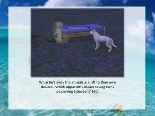 While he’s away the animals are left to their own
devices. Which apparently means taking turns
destroying Splendens’ bed.
 