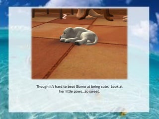 Though it’s hard to beat Gizmo at being cute. Look at
her little paws…so sweet.
 