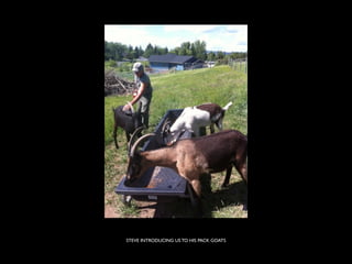 STEVE INTRODUCING US TO HIS PACK GOATS
 