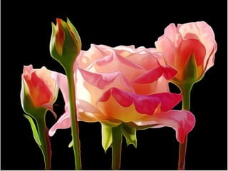 Summer flowers from around the world